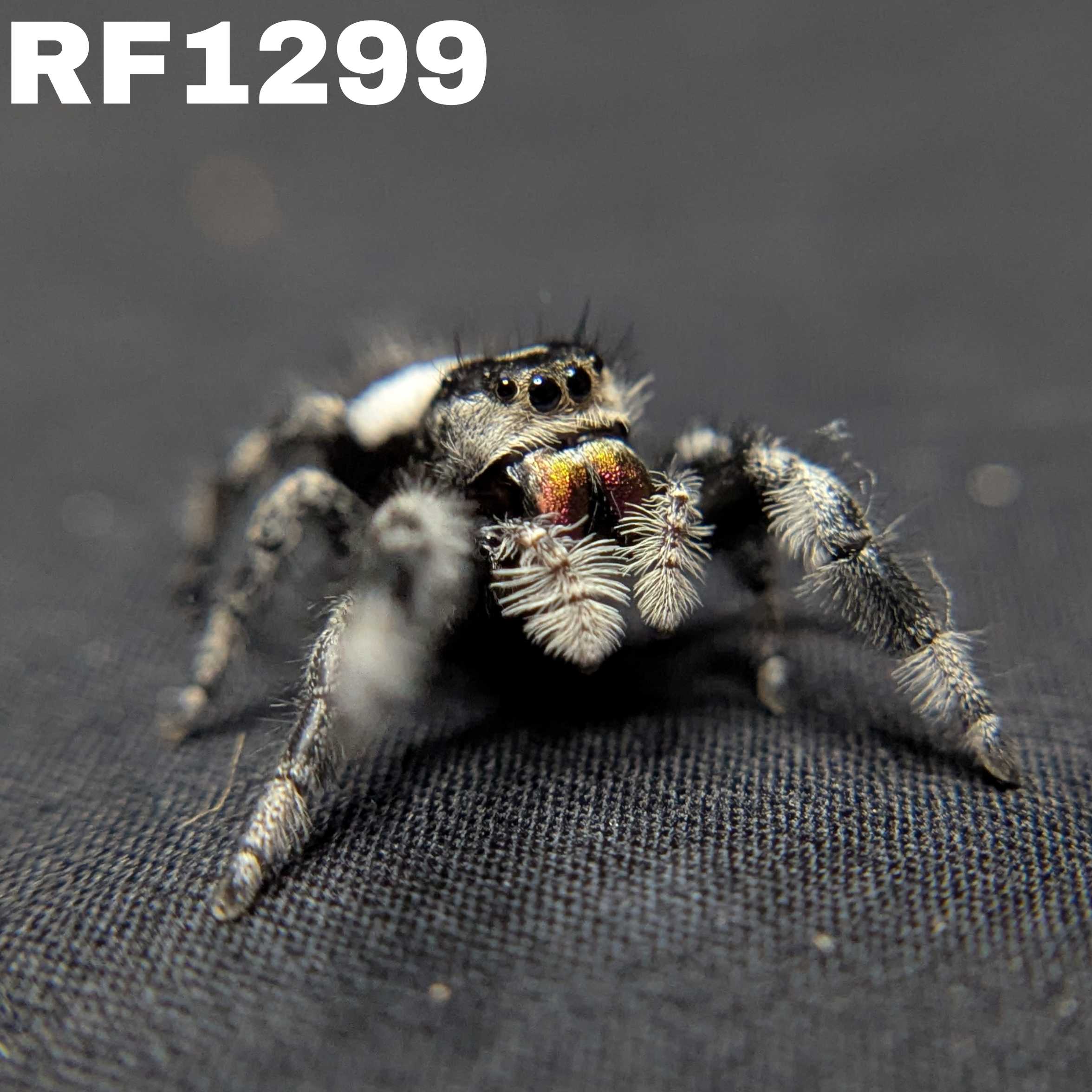 Regal Jumping Spider "Mystique" (Dark Phase)