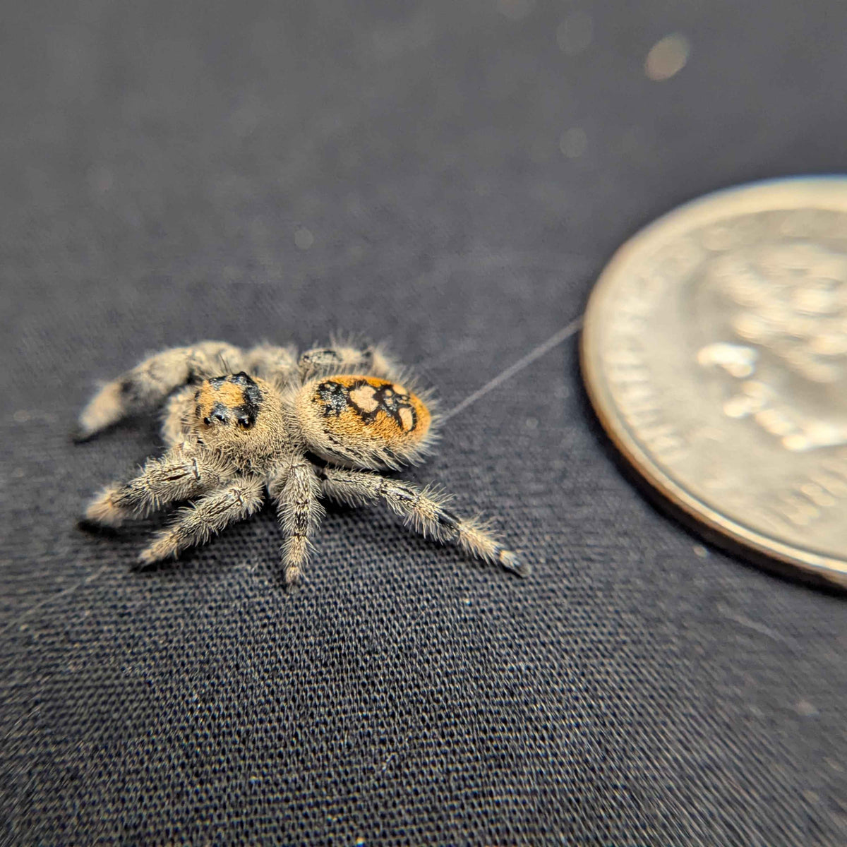 Regal Jumping Spider “Fern”