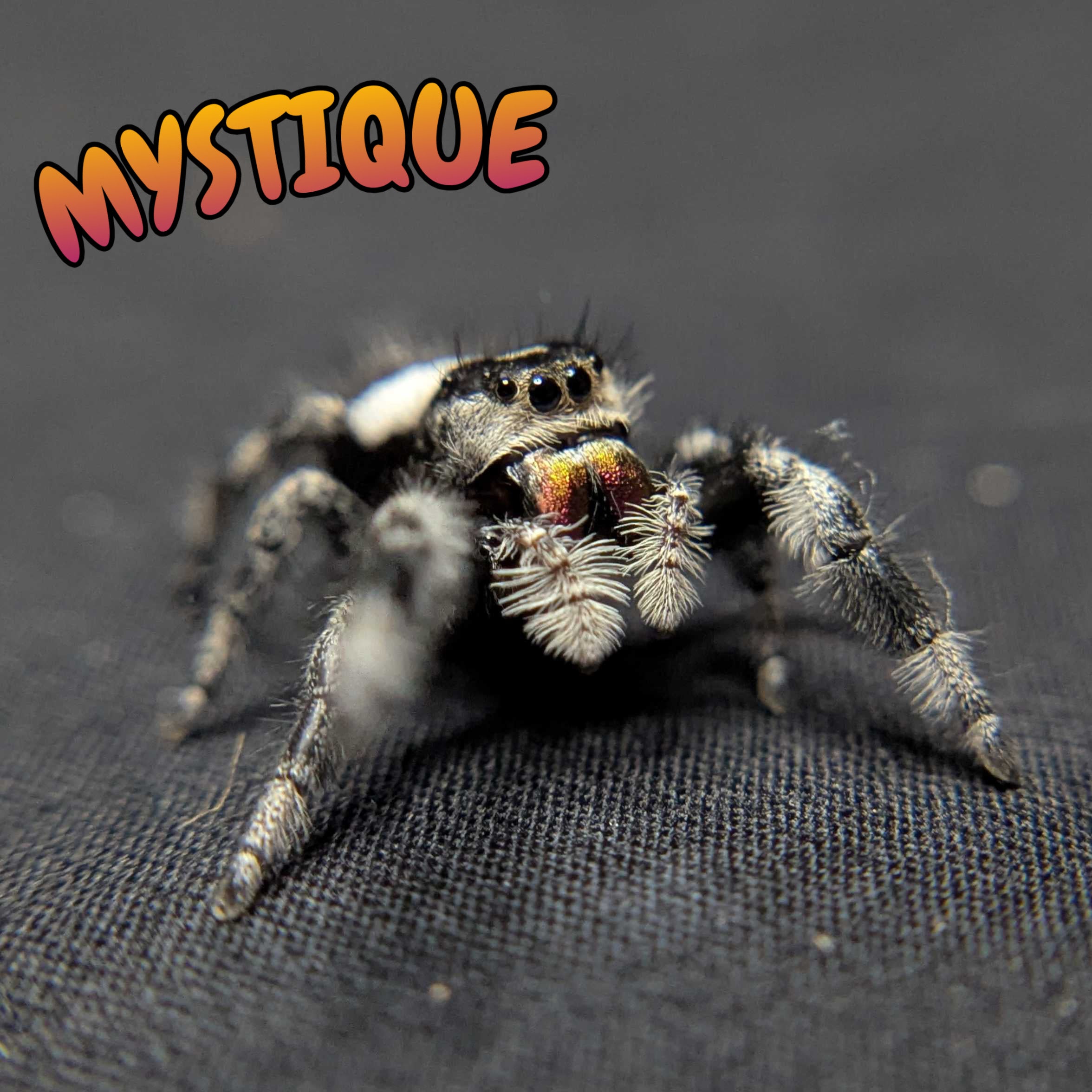 Regal Jumping Spider "Mystique" (Dark Phase)
