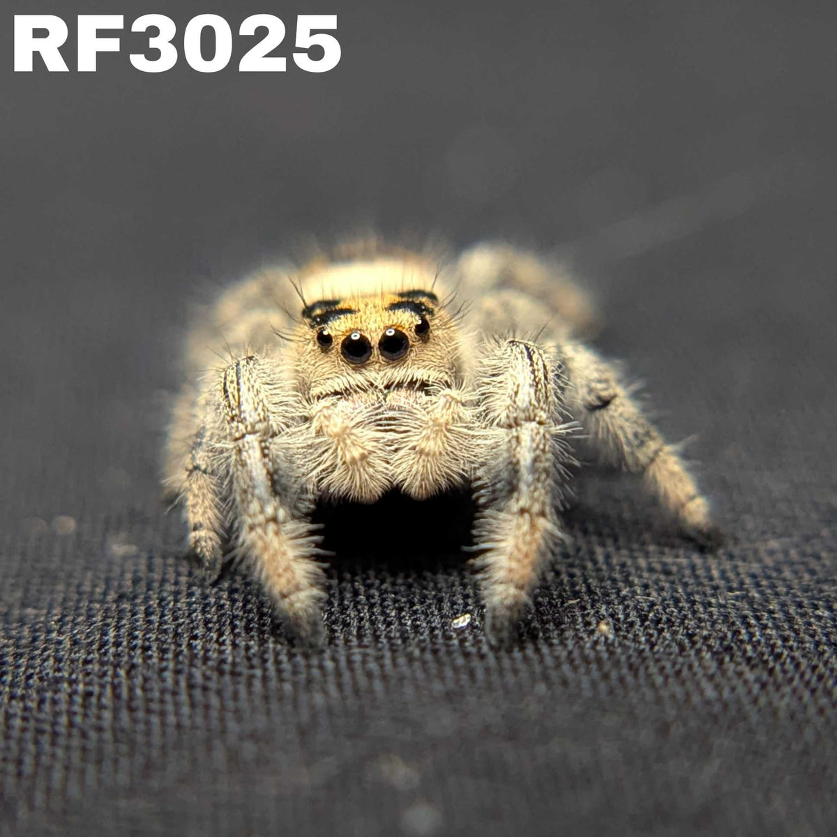 Regal Jumping Spider “Fern”