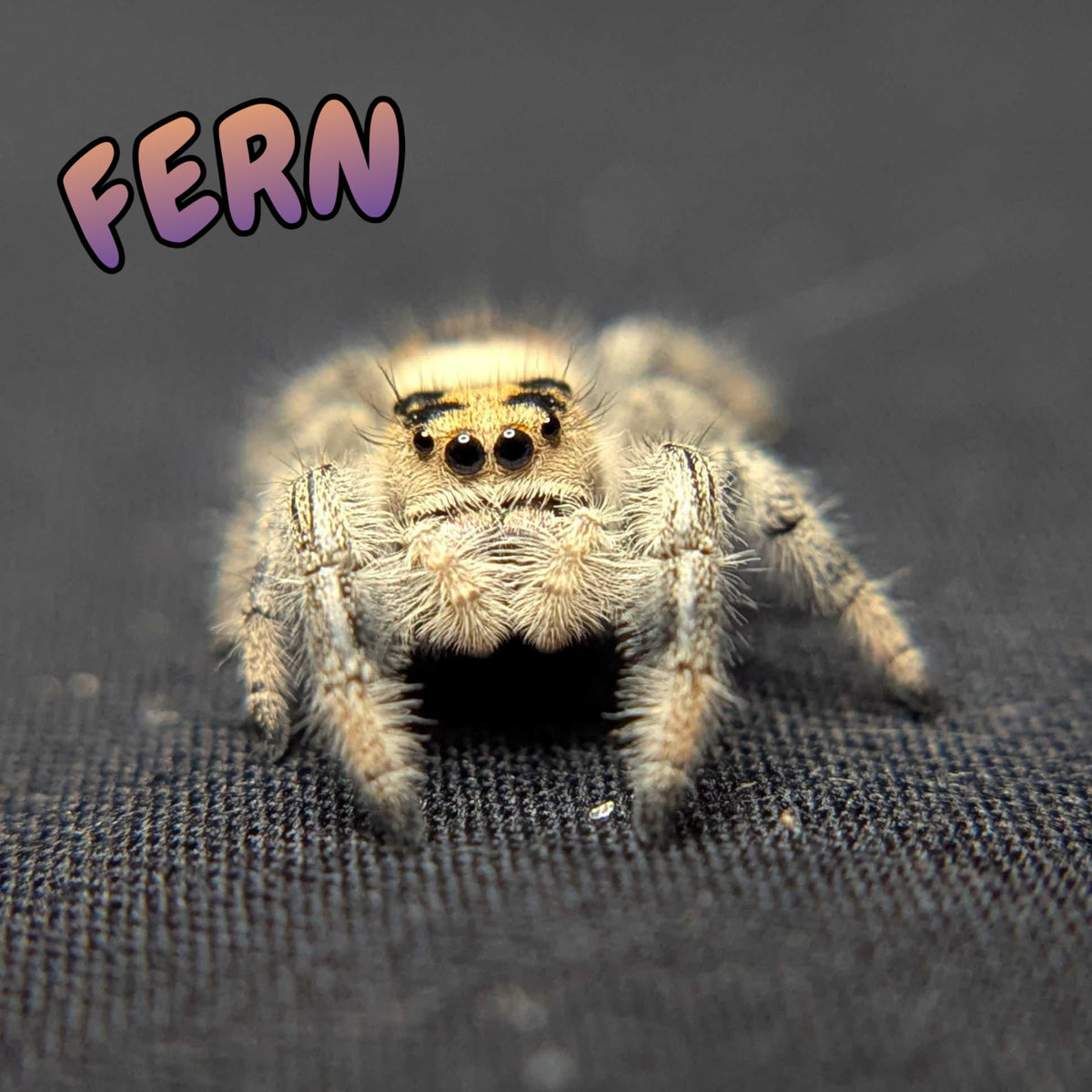 Regal Jumping Spider “Fern”