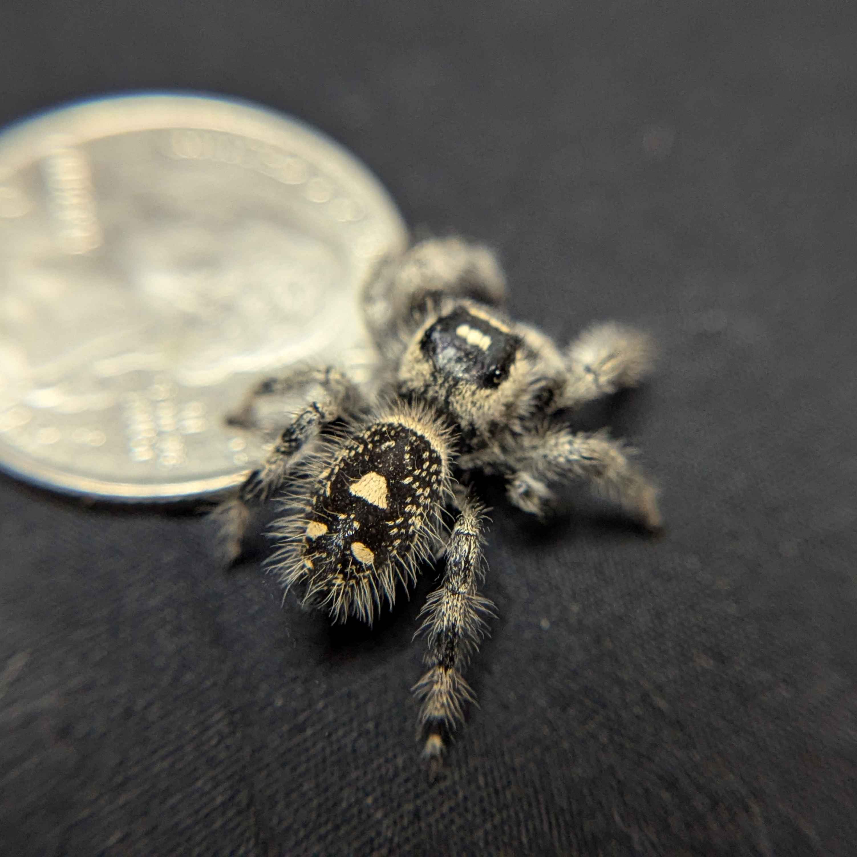Regal Jumping Spider "Grape"