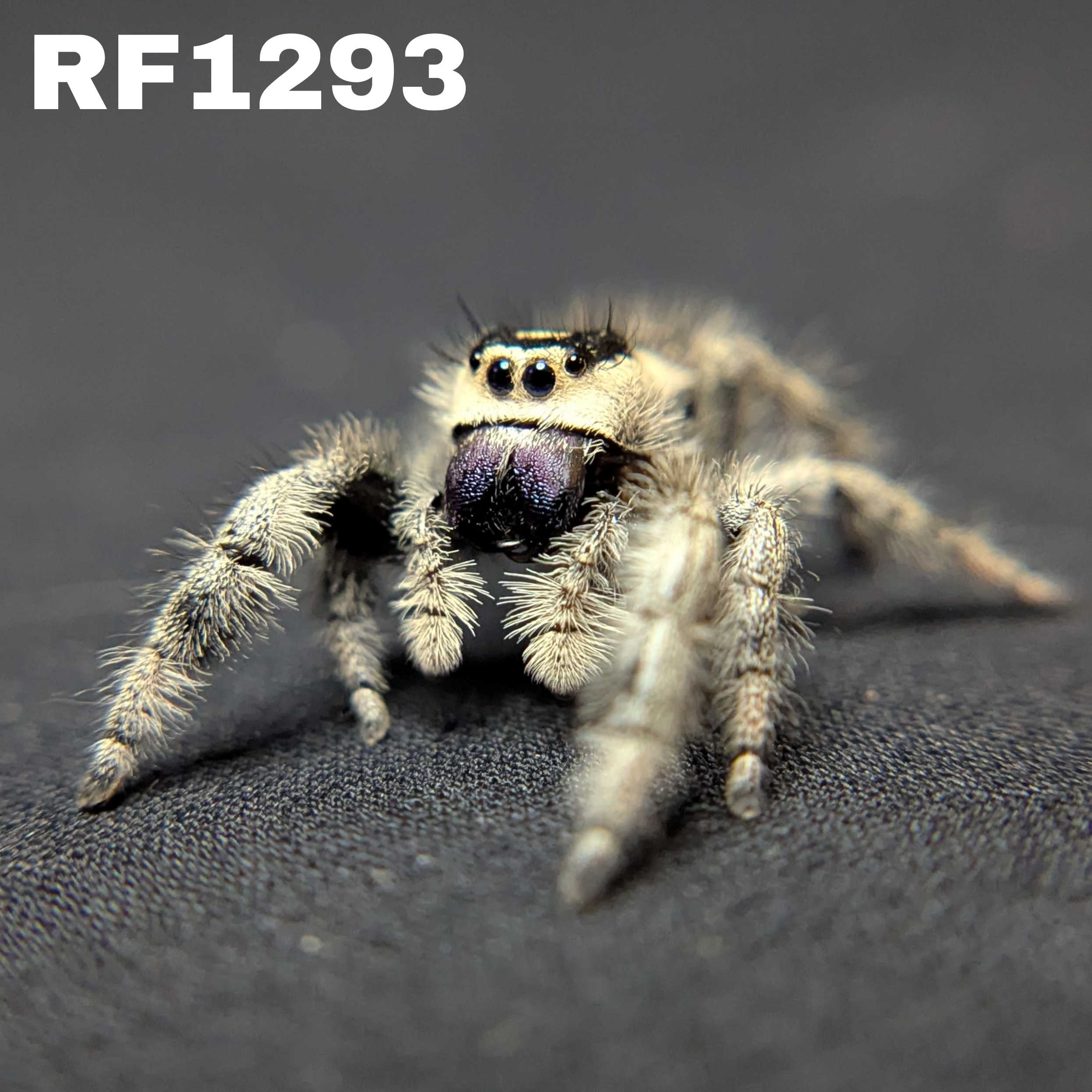 Regal Jumping Spider "Grape"
