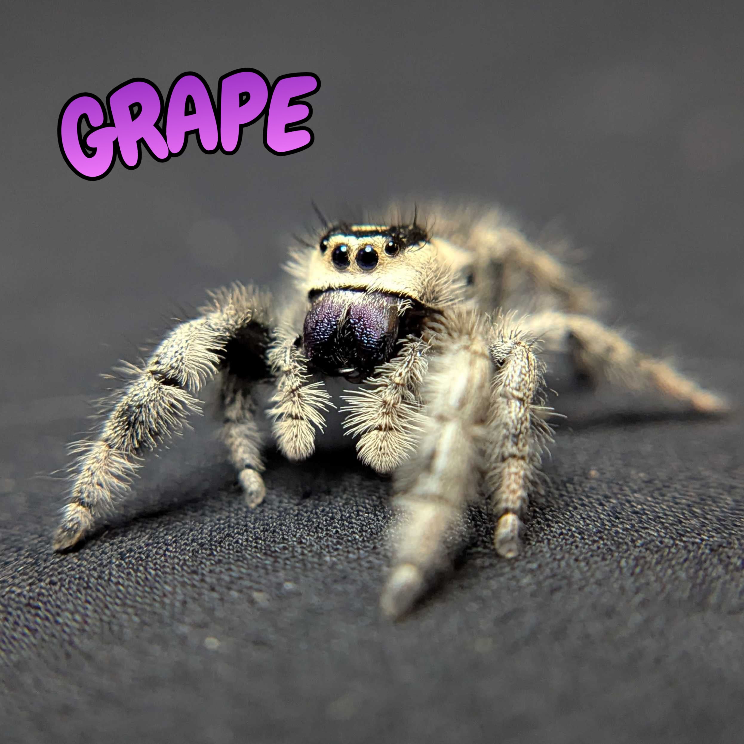 Regal Jumping Spider "Grape"