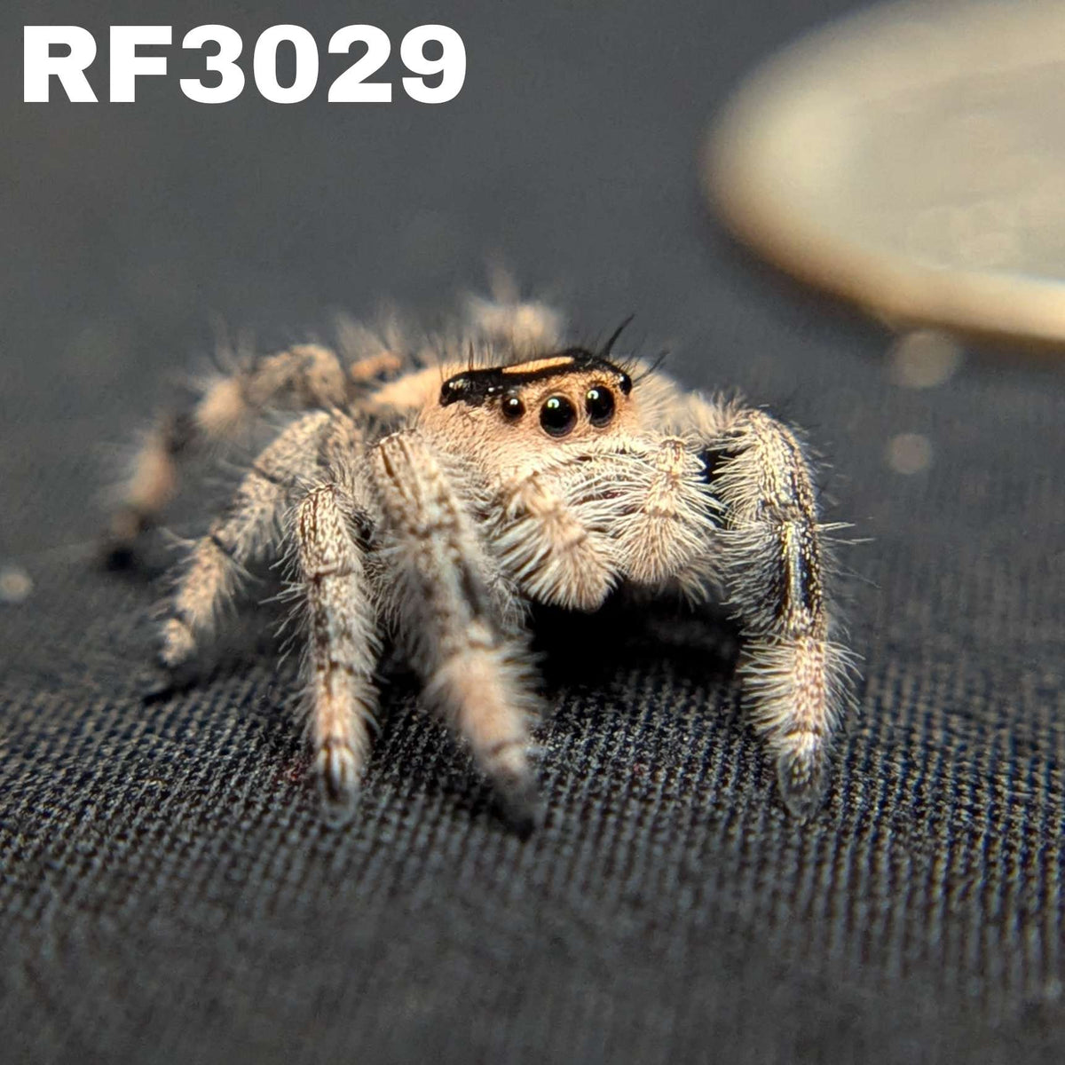 Regal Jumping Spider "Violet"