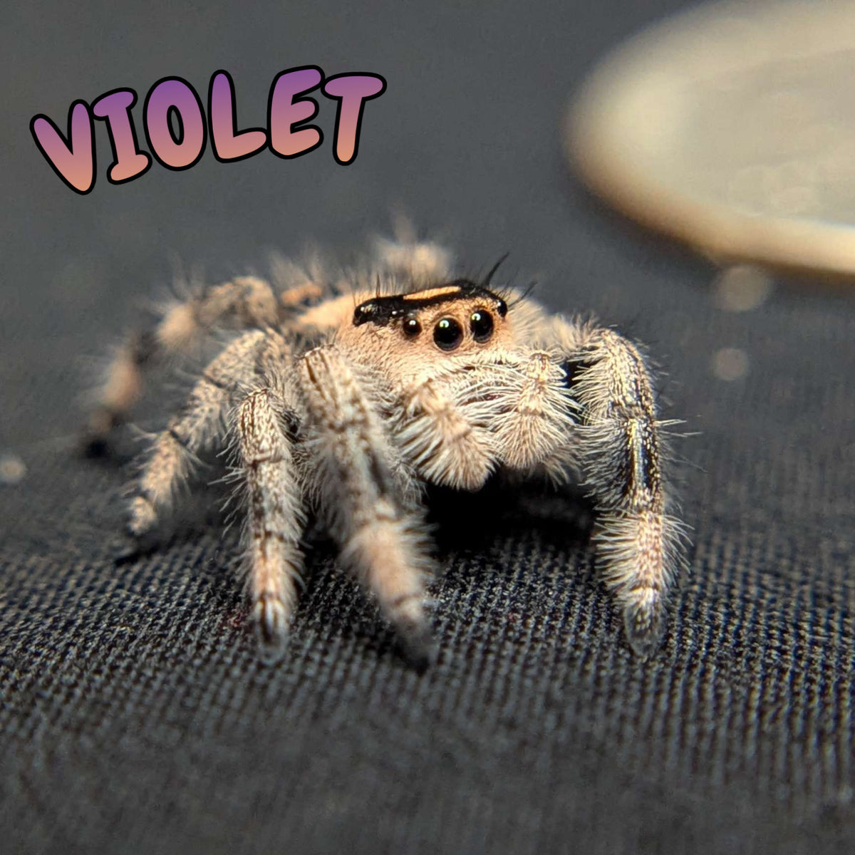 Regal Jumping Spider "Violet"