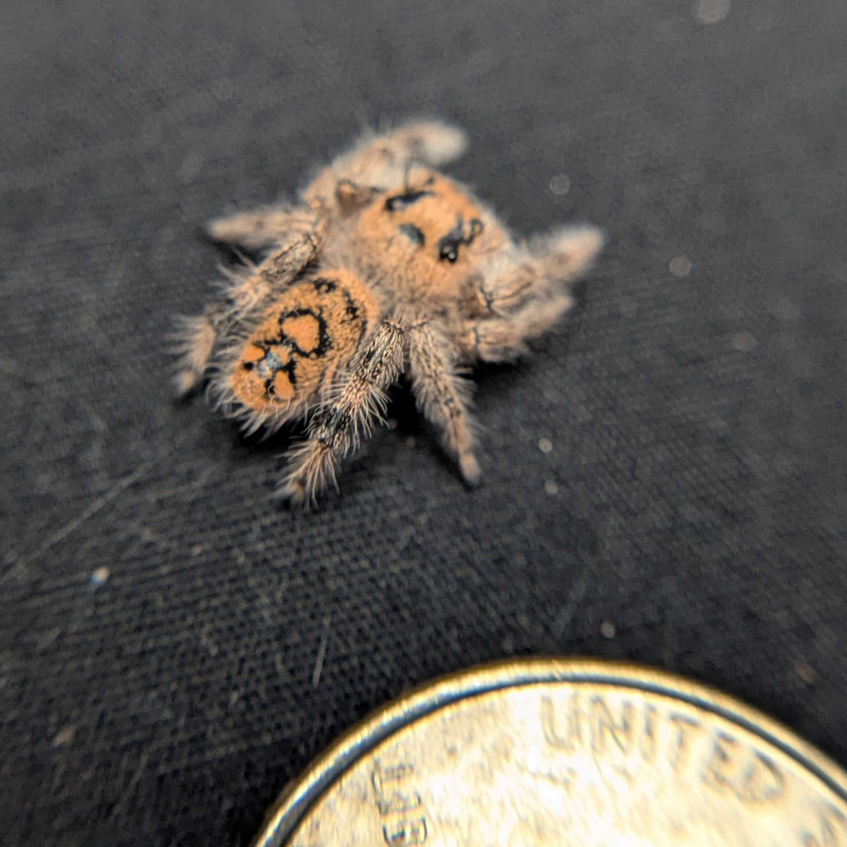 Regal Jumping Spider "Blossom"