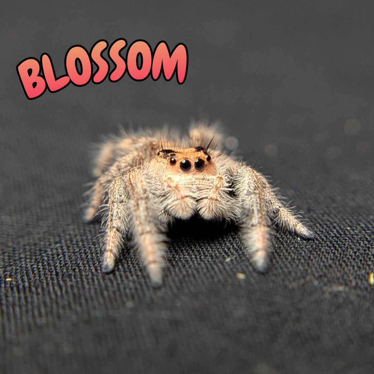 Regal Jumping Spider "Blossom"