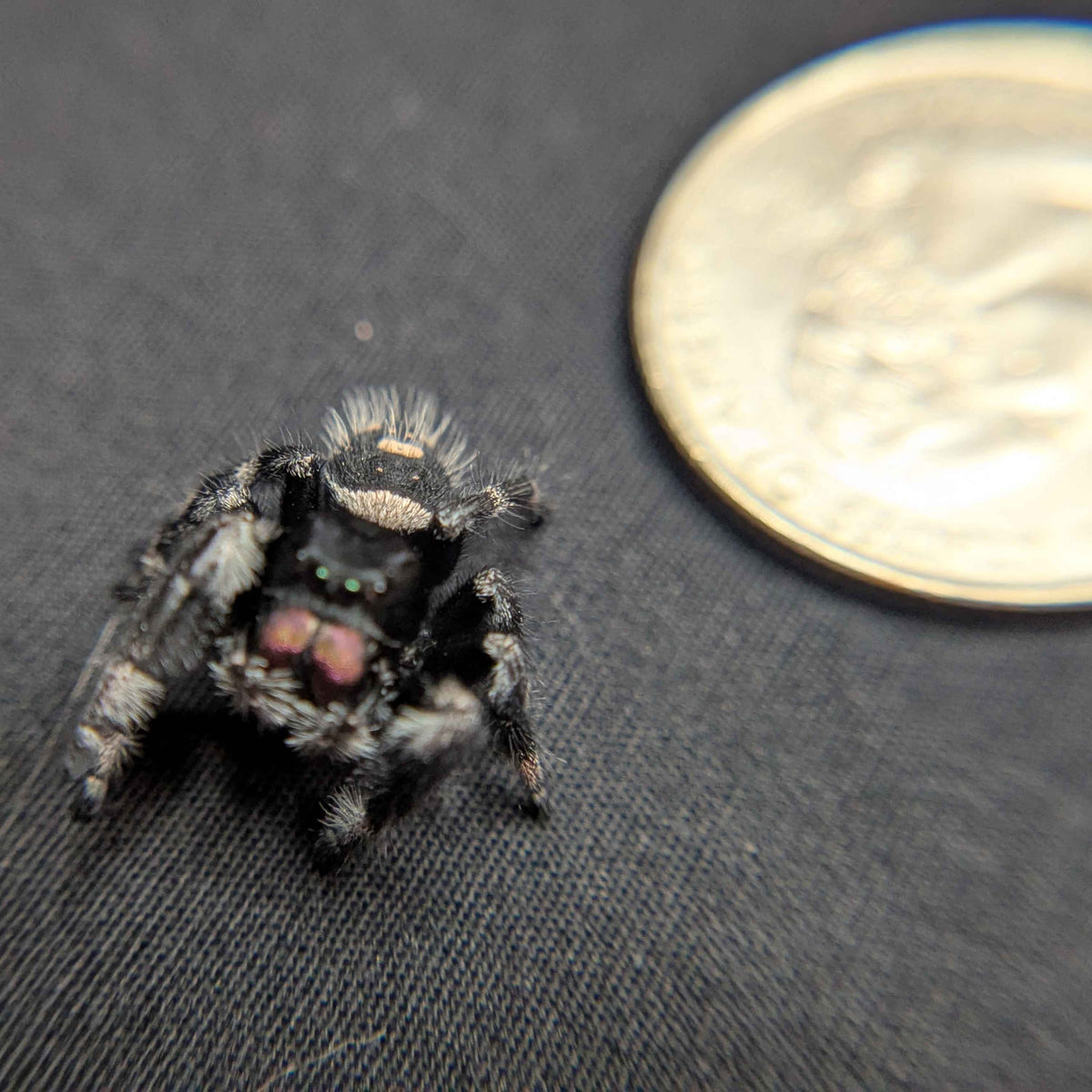 Regal Jumping Spider "Plum"