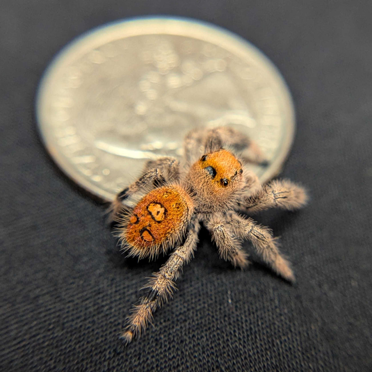 Regal Jumping Spider "Raspberry"