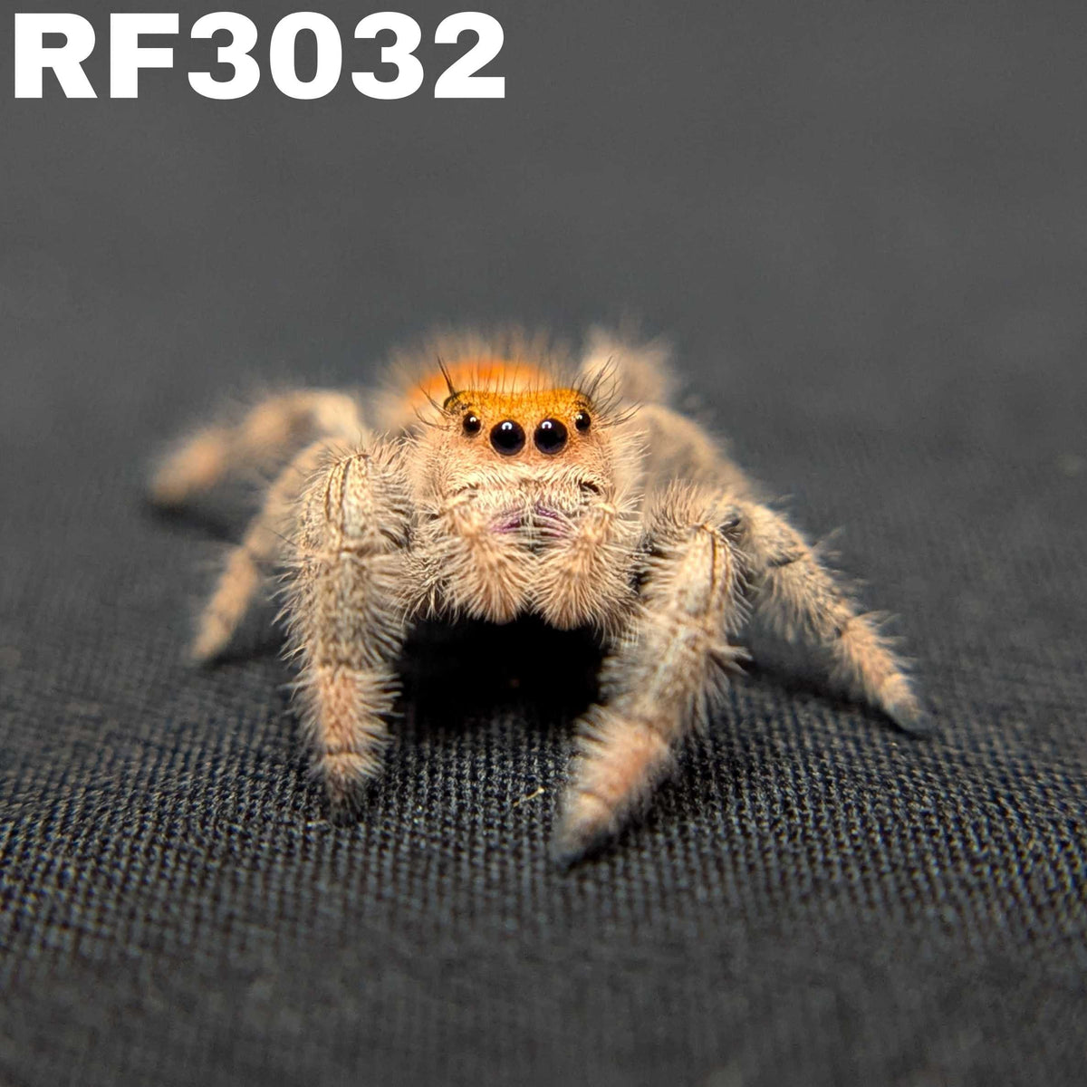 Regal Jumping Spider "Raspberry"