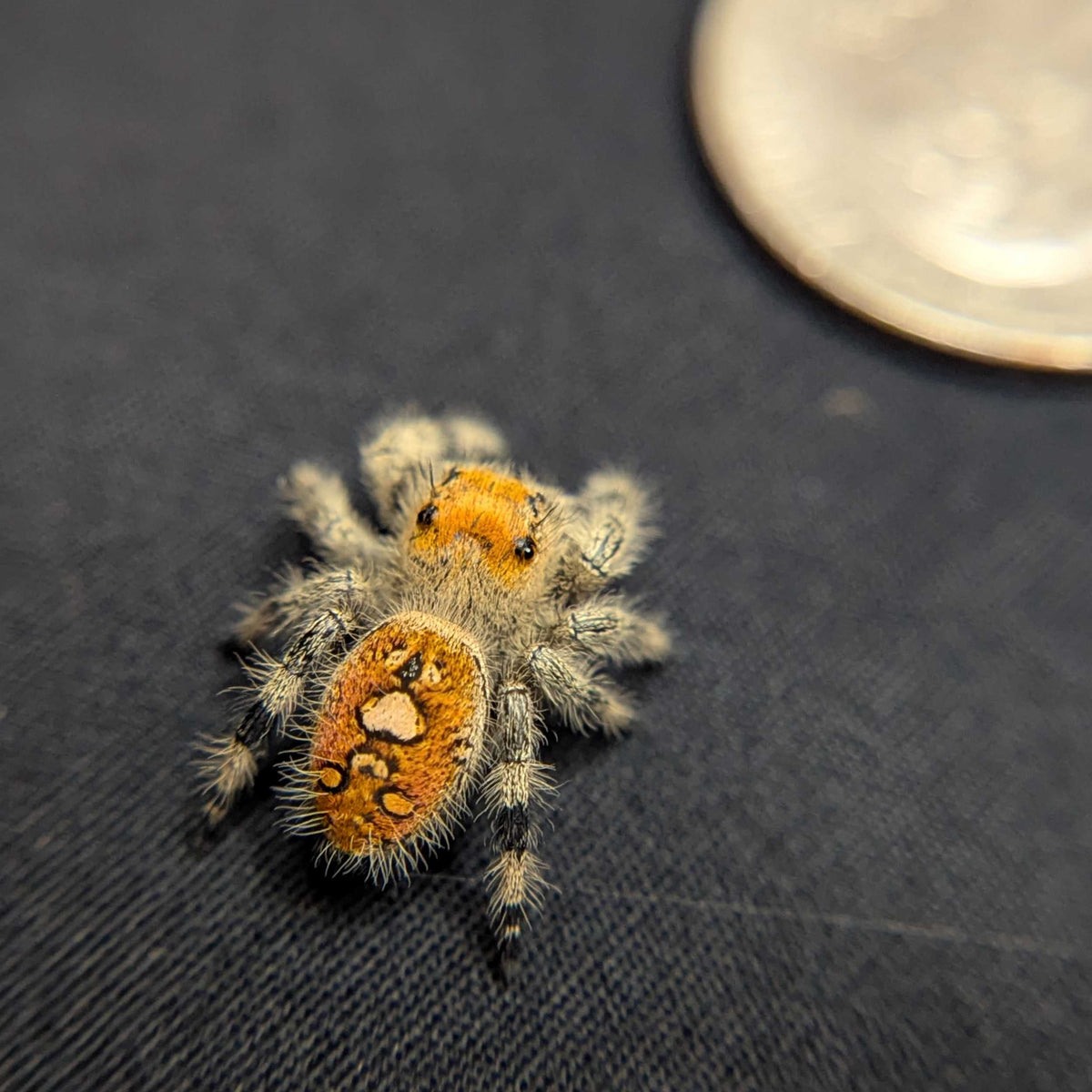 Regal Jumping Spider "Tangerine"