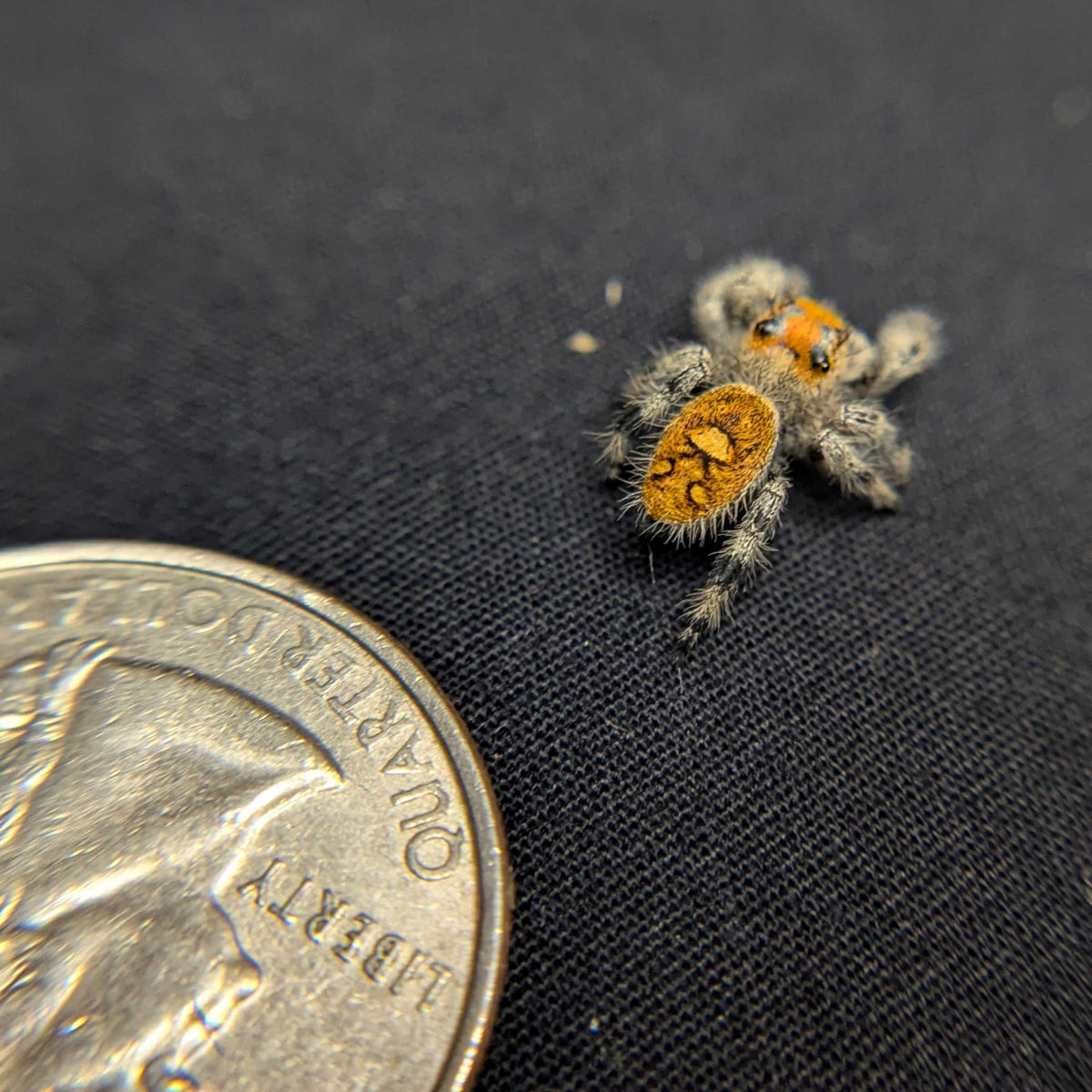 Regal Jumping Spider "Ember"