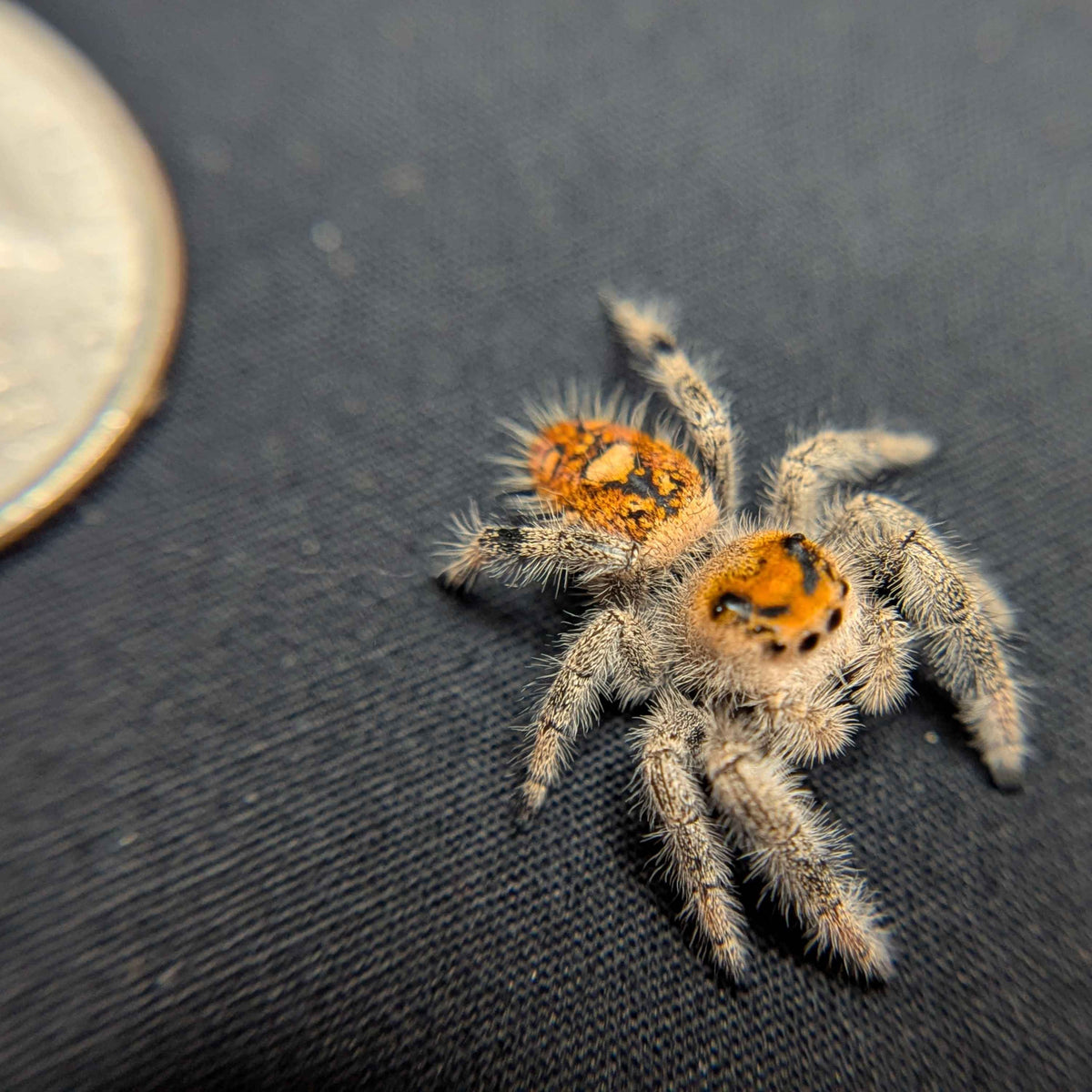 Regal Jumping Spider "Tiger"