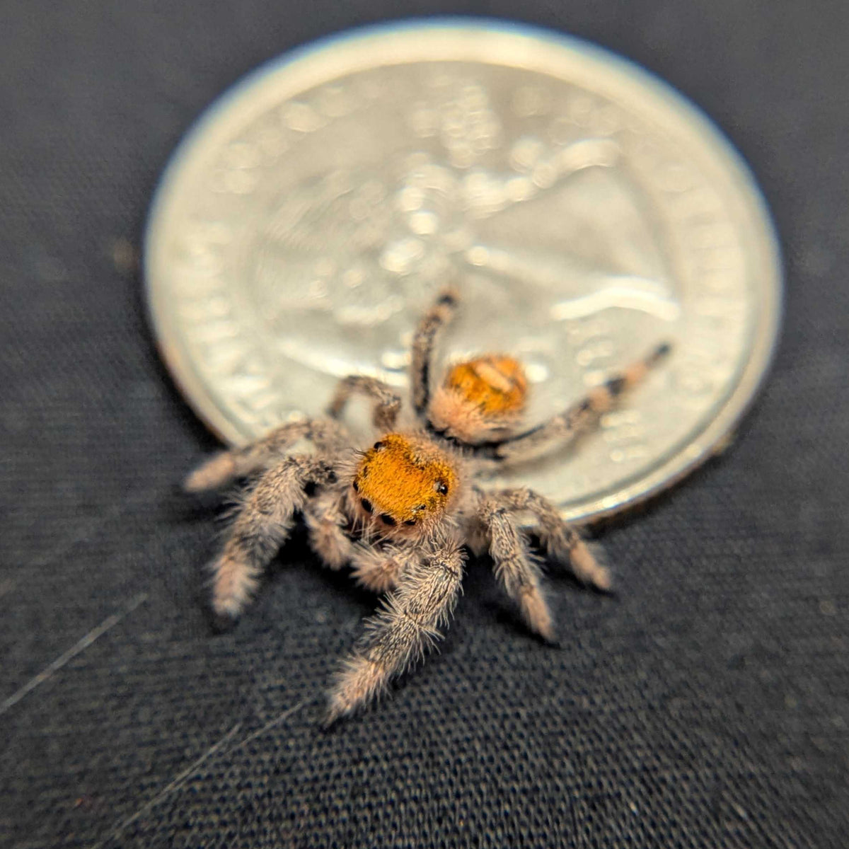 Regal Jumping Spider “Lucky”