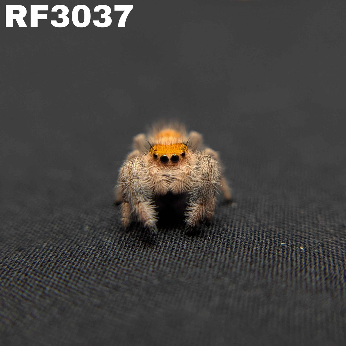 Regal Jumping Spider “Lucky”