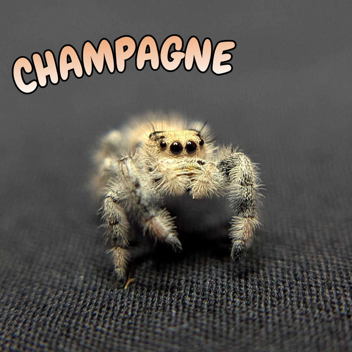 Regal Jumping Spider "Champagne"