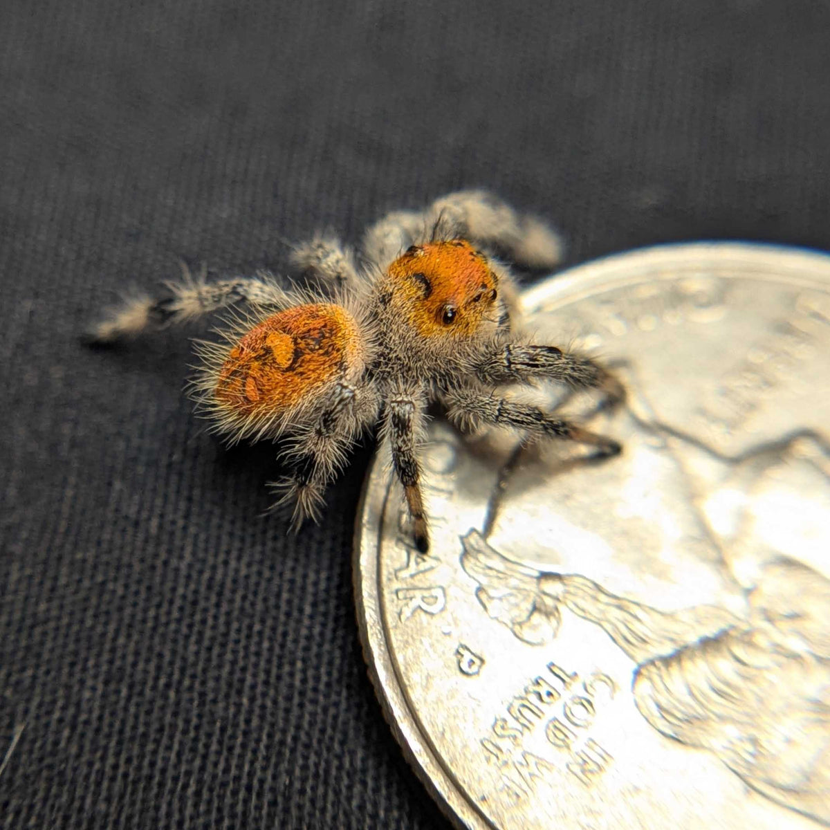 Regal Jumping Spider “Candied Yams”