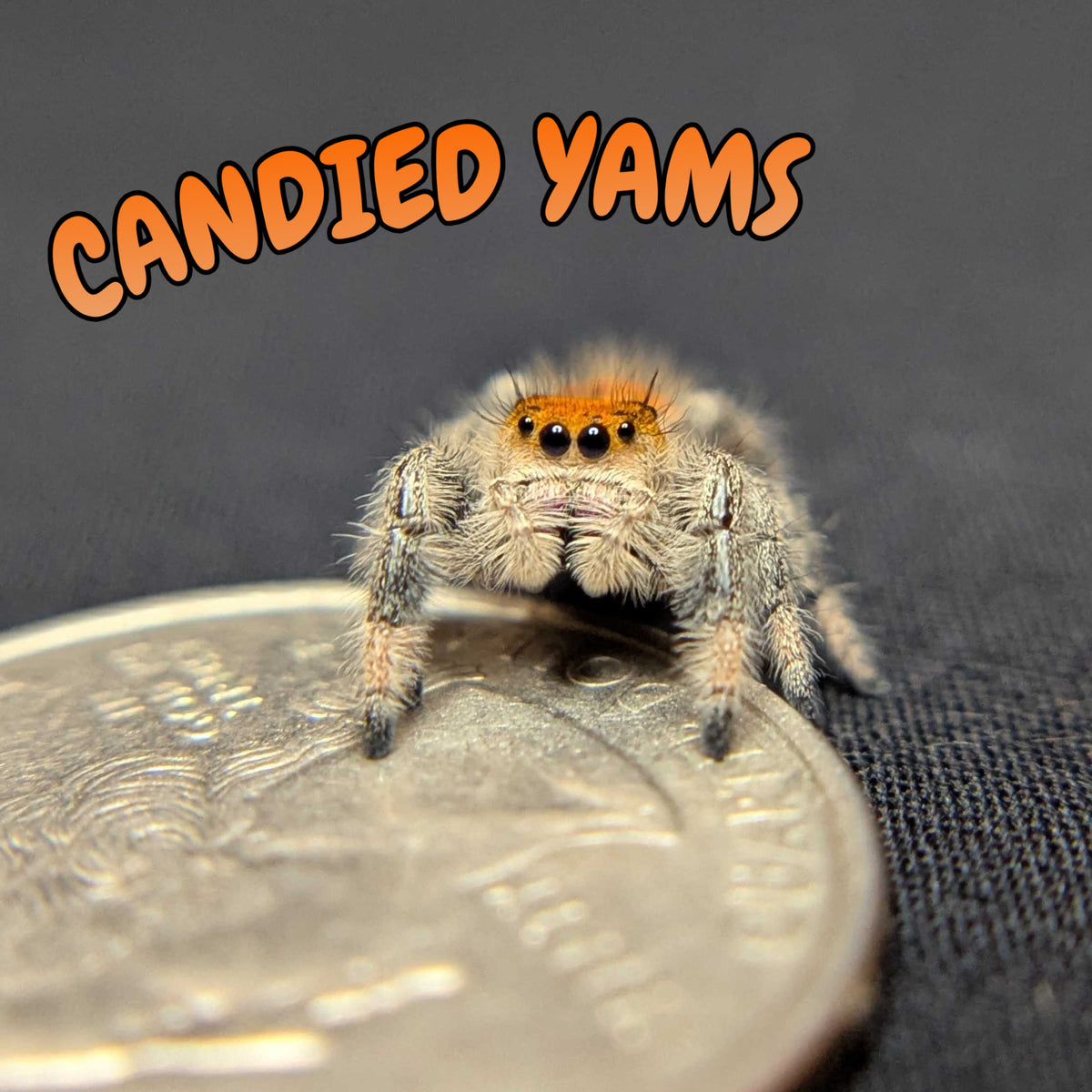 Regal Jumping Spider “Candied Yams”