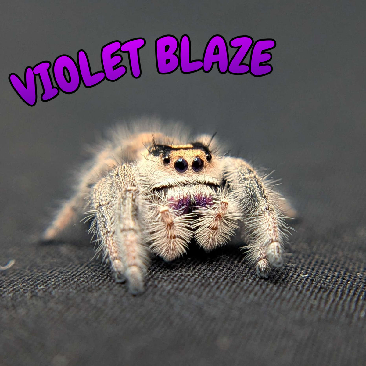 Regal Jumping Spider "Violet Blaze"
