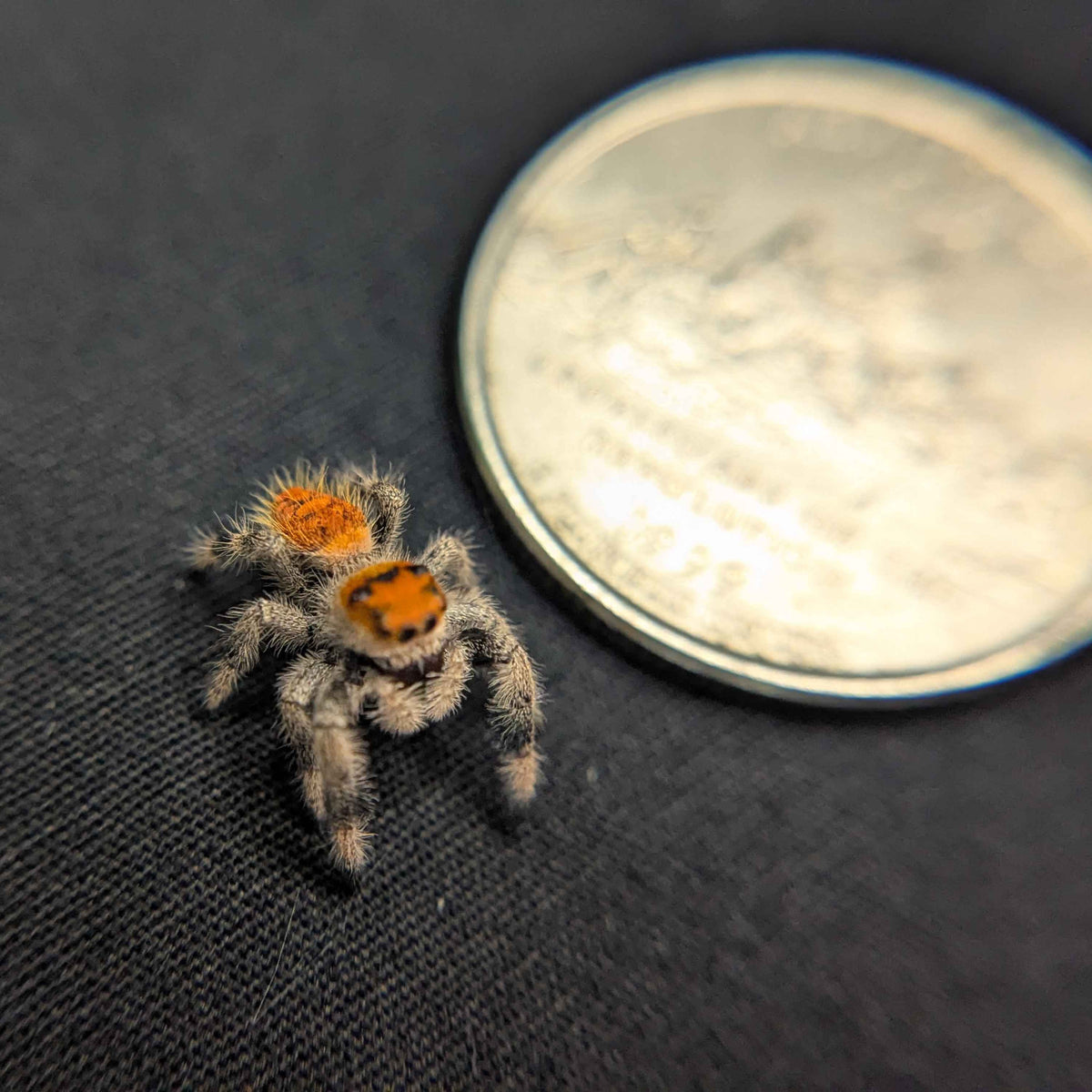 Regal Jumping Spider "Fruit"