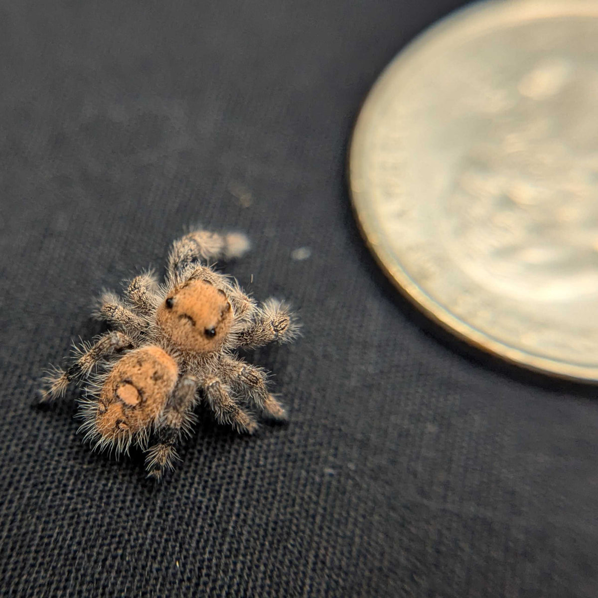 Regal Jumping Spider "Confetti"