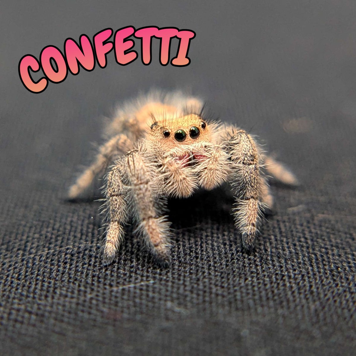 Regal Jumping Spider "Confetti"