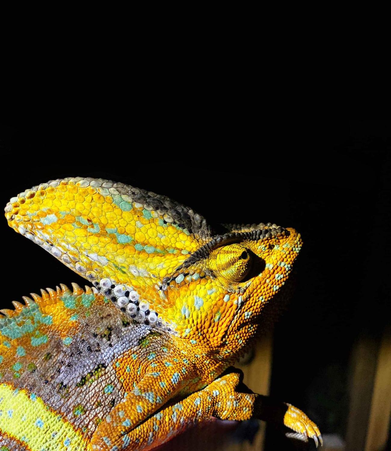 Repitles For Sale Mobile Title Image, Orange Veiled Chameleon, Very High Quality