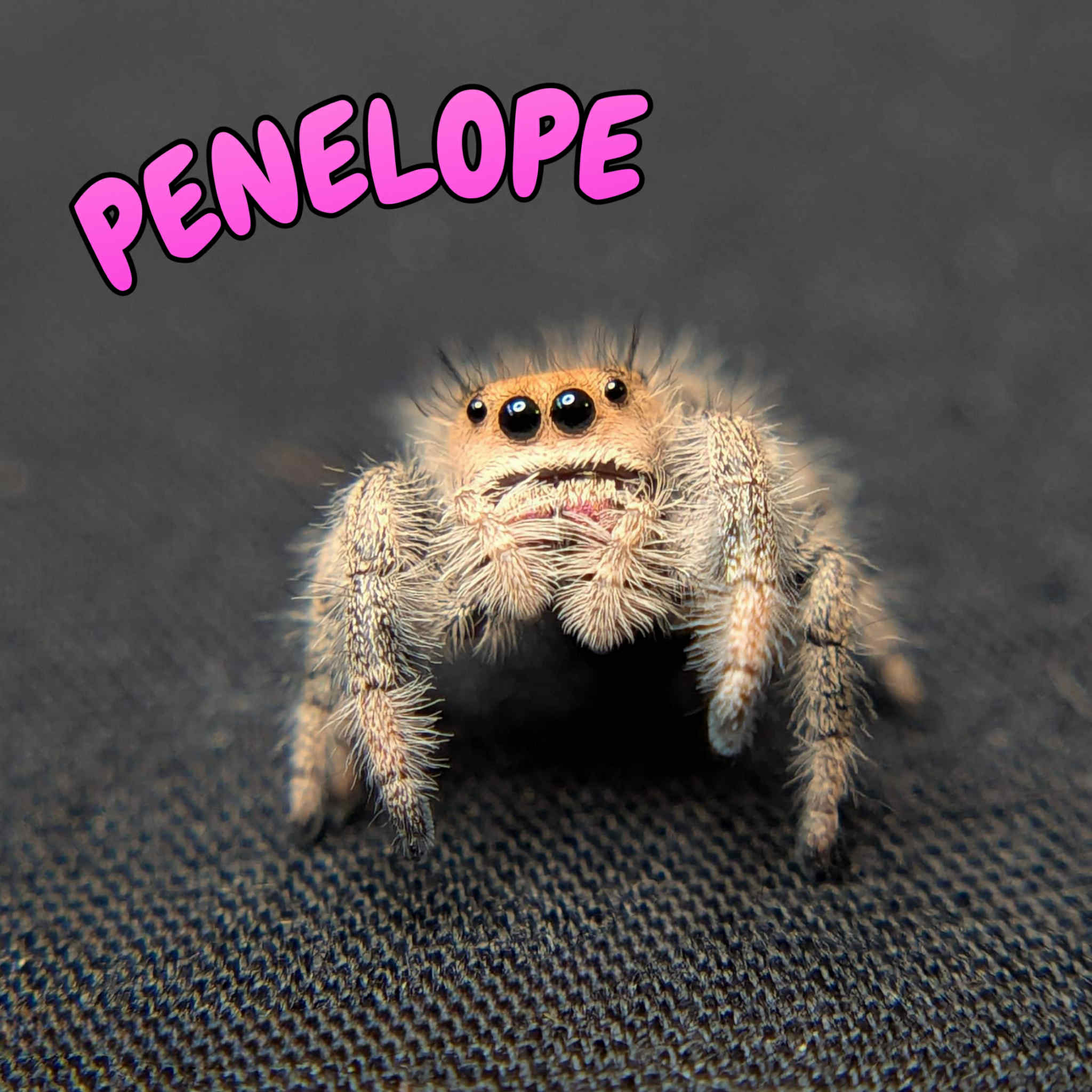~Auction~ Regal Jumping Spider "Penelope"