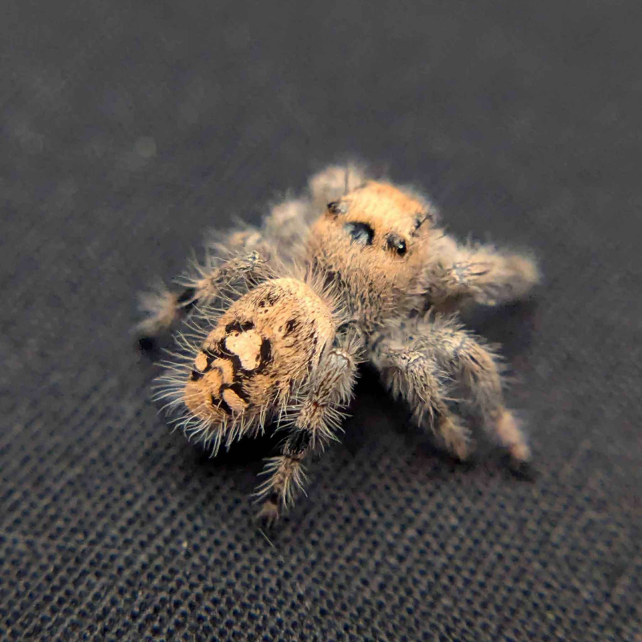 ~Auction~ Regal Jumping Spider "Penelope"