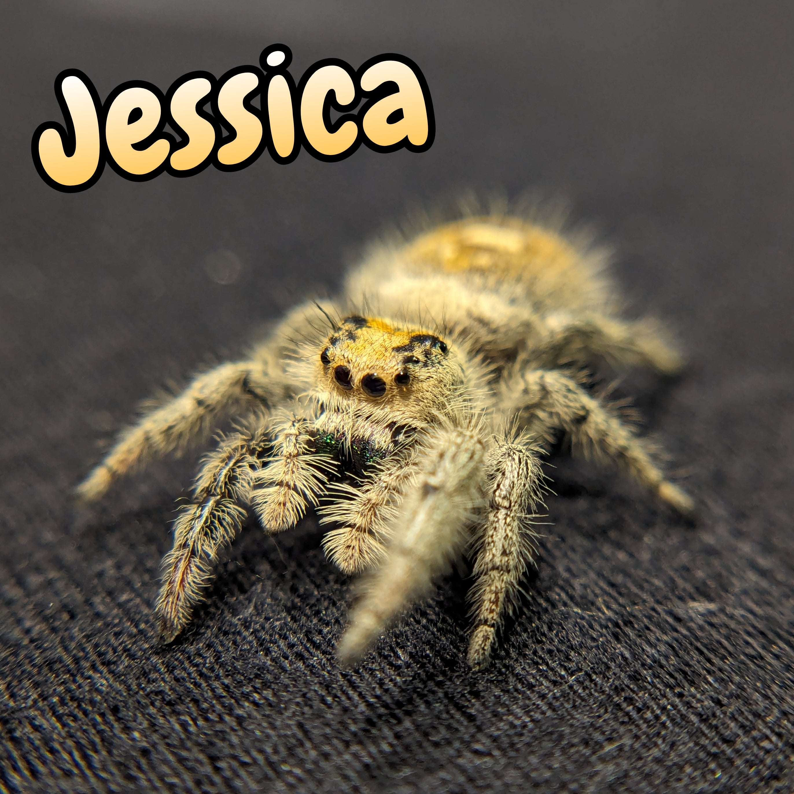 Regal Jumping Spider "Jessica"