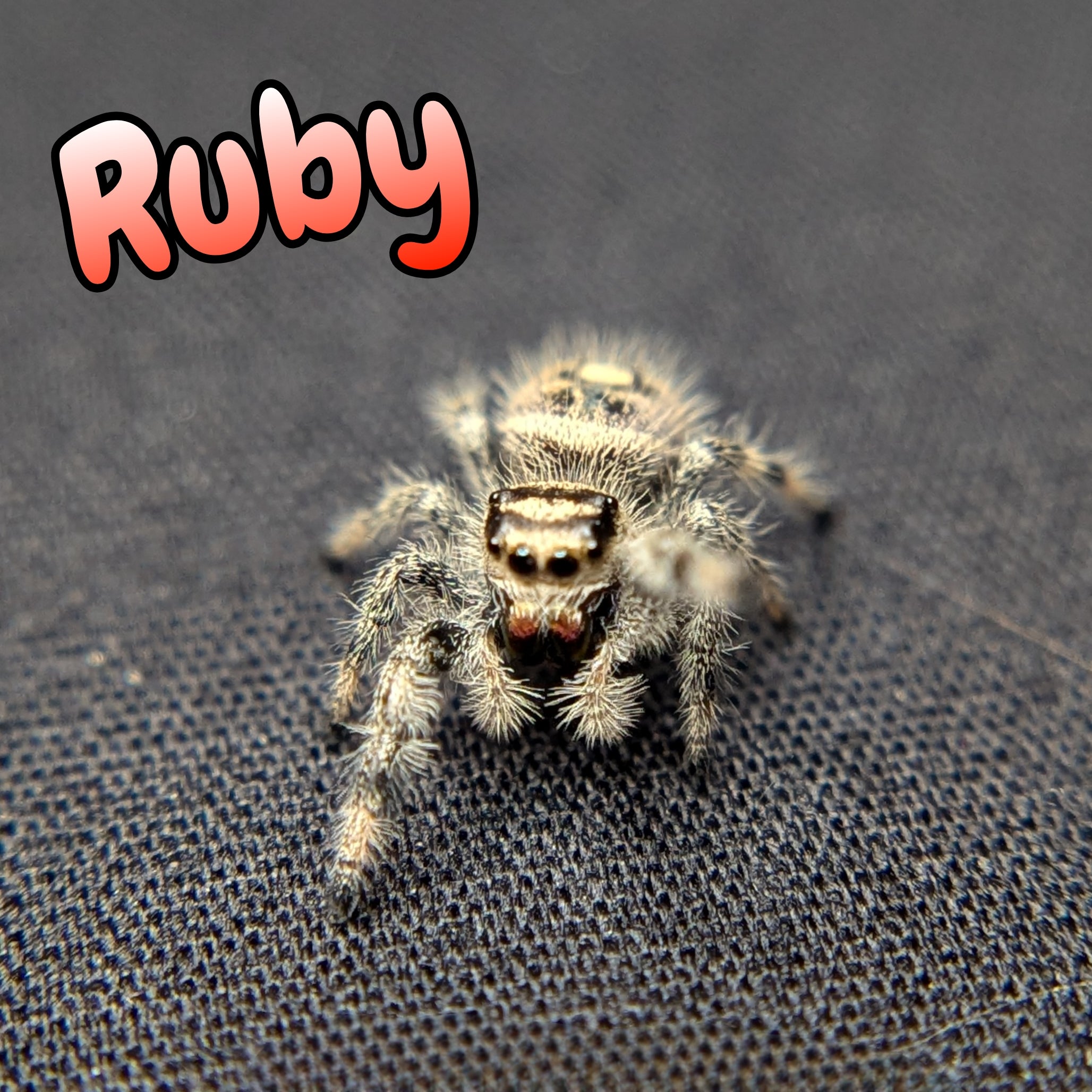 Ruby Jumping Spider for sale