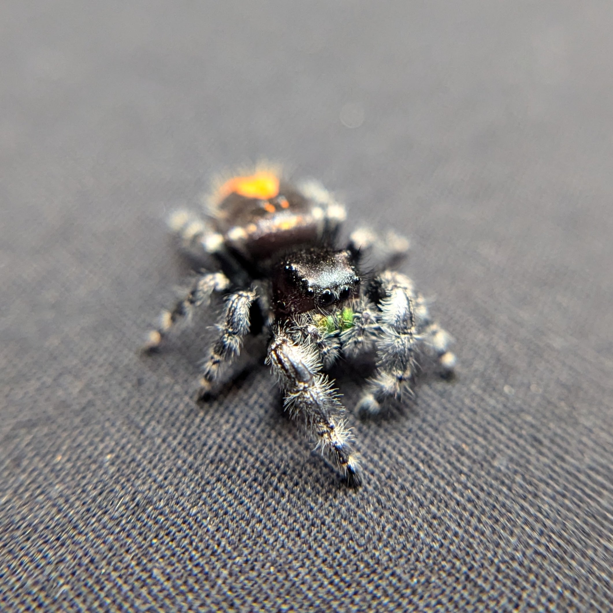 FUSED SPOT Audax Bryantae Jumping Spider "Heart" - Rare