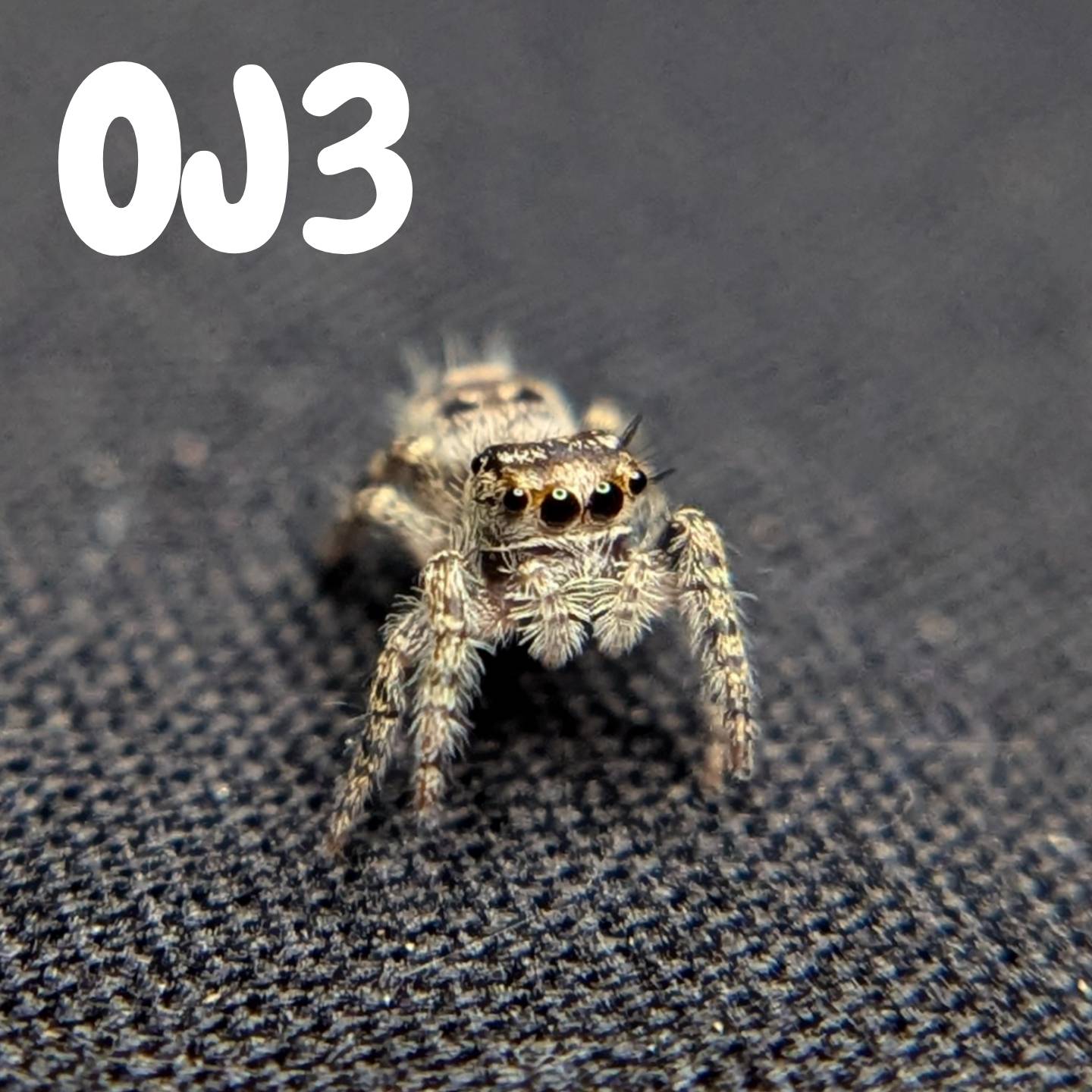 Otiosus Jumping Spider “Cookie Crave”