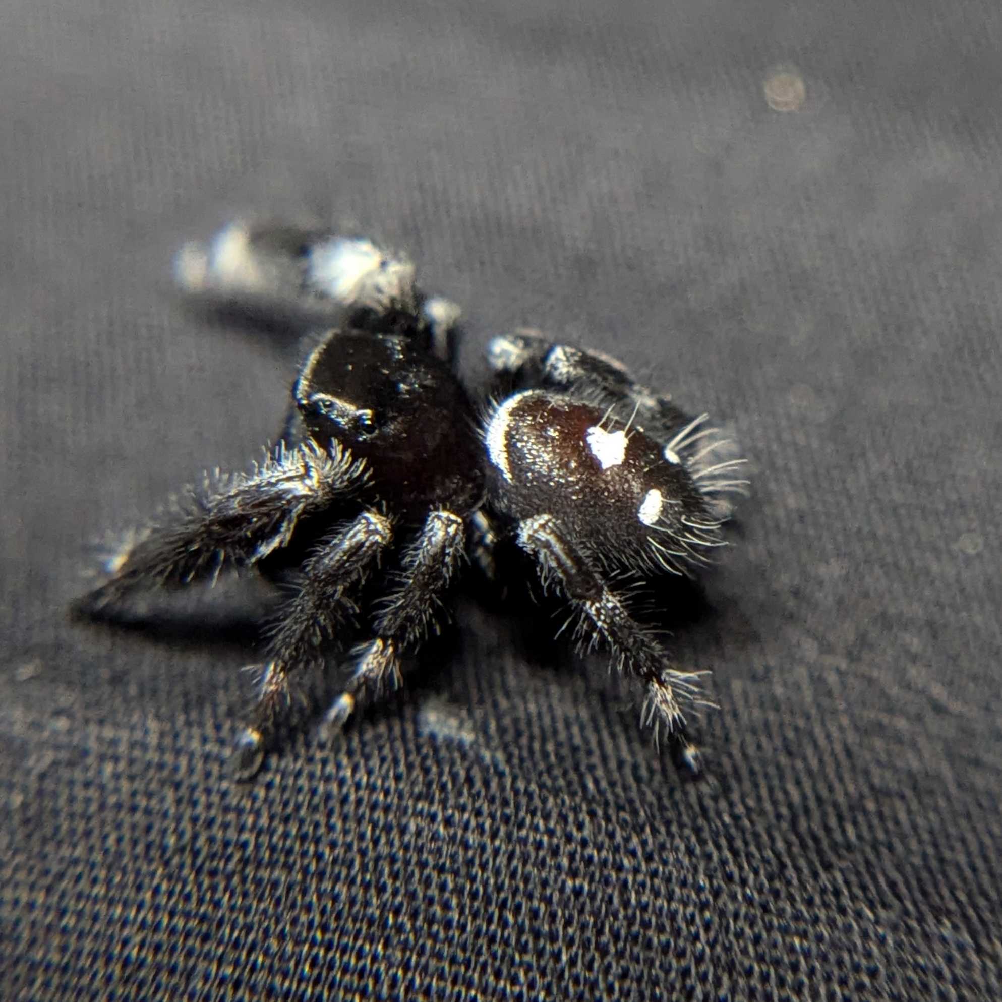 Regal Jumping Spider "Sapphire" (Rare)