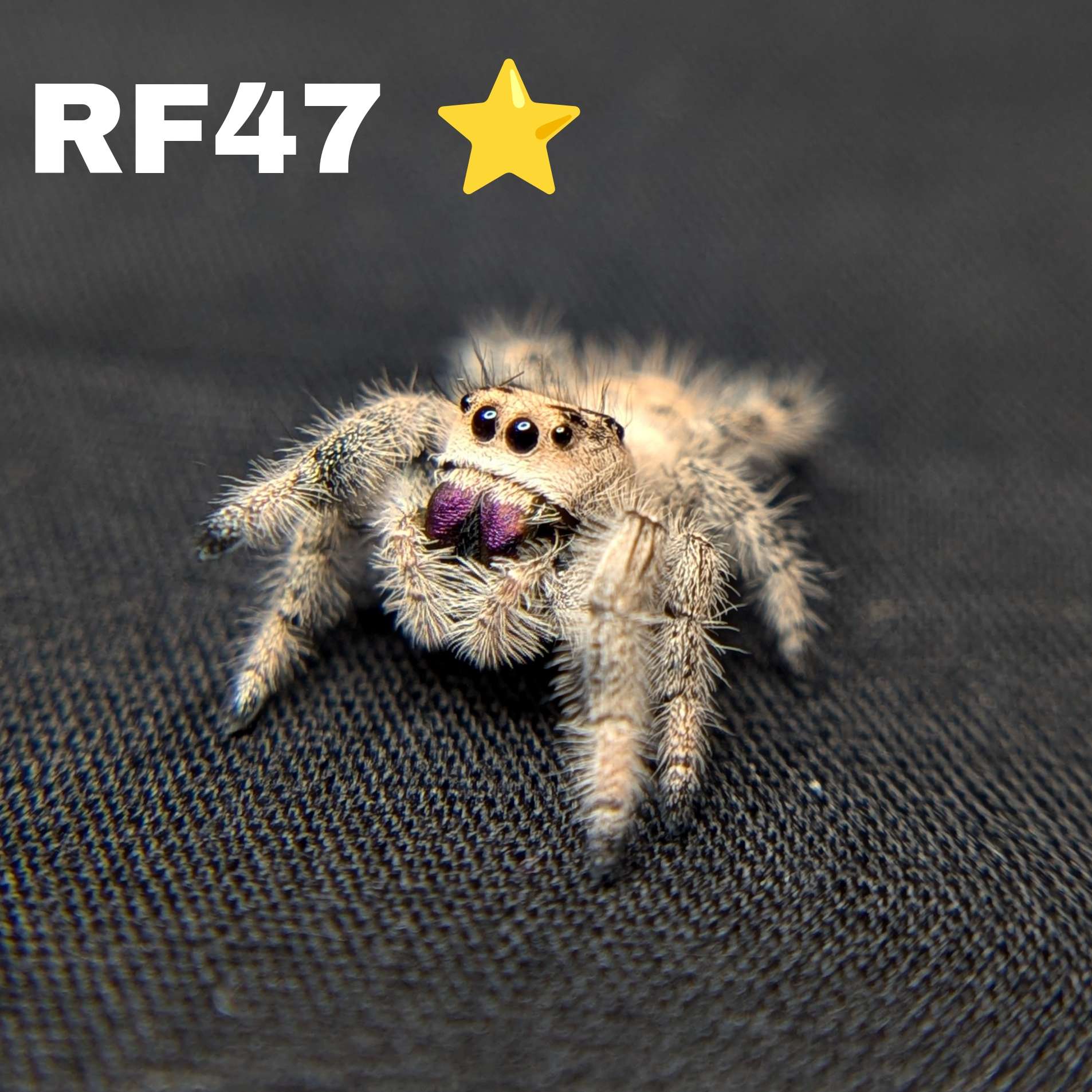 Regal Jumping Spider "Mystique"