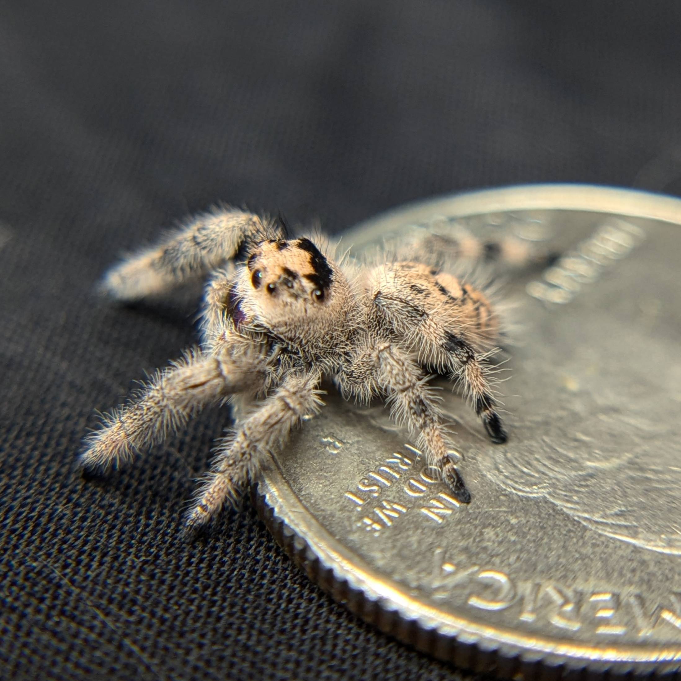Regal Jumping Spider "Mystique"