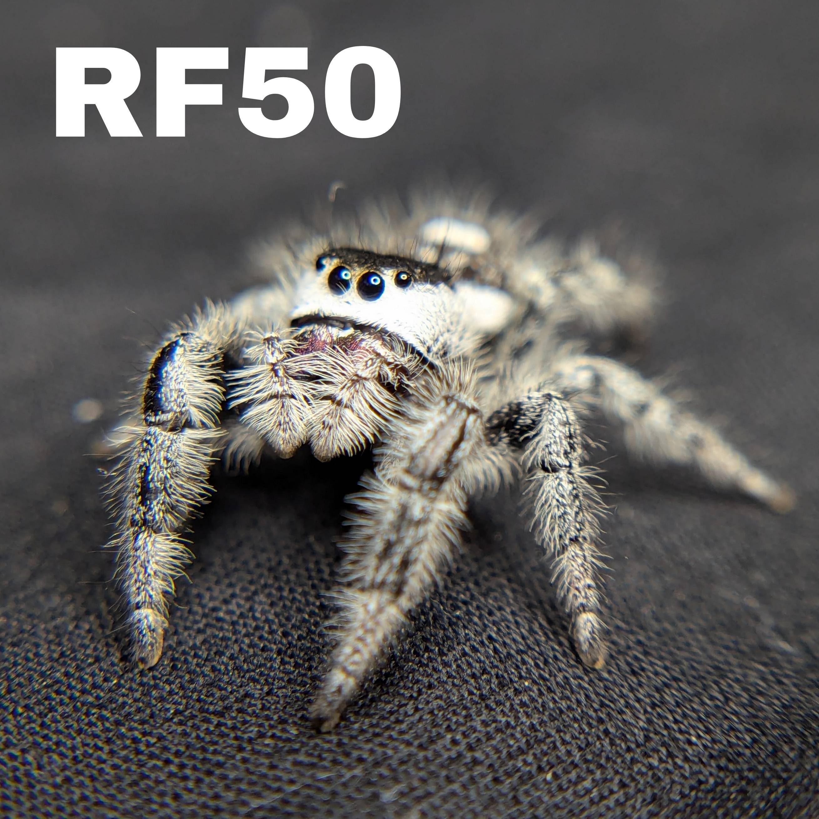 Regal Jumping Spider "Oreo"