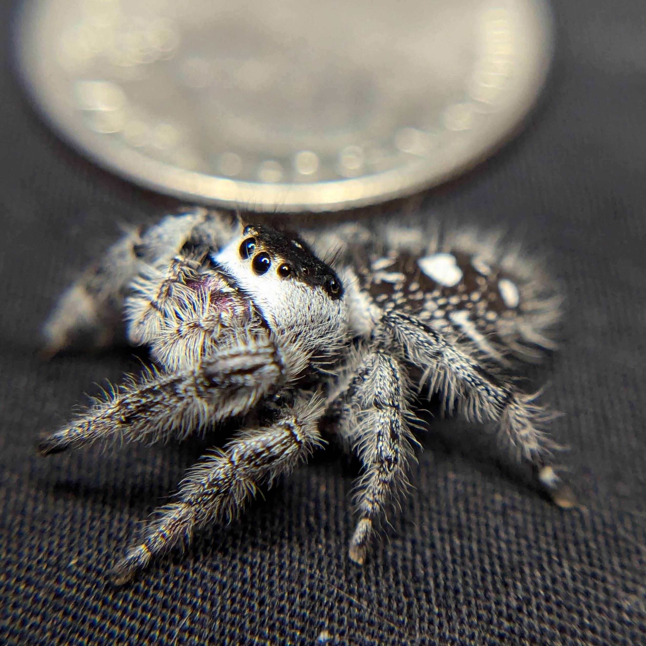Regal Jumping Spider "Oreo"