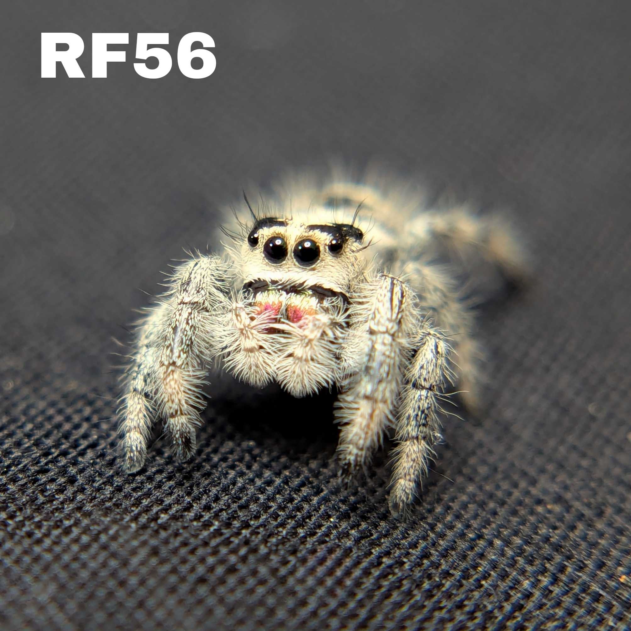 Regal Jumping Spider "Rosie"