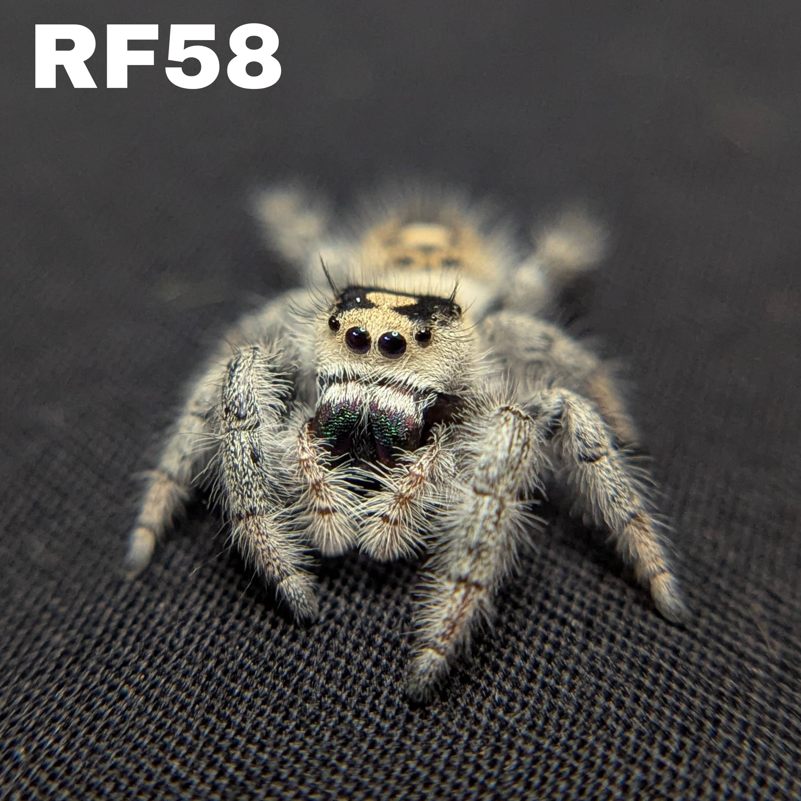 Regal Jumping Spider “White Truffle”