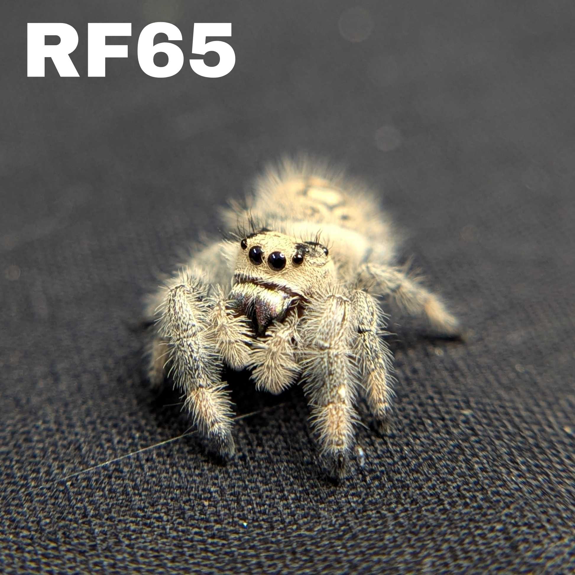 Regal Jumping Spider "Pepper"