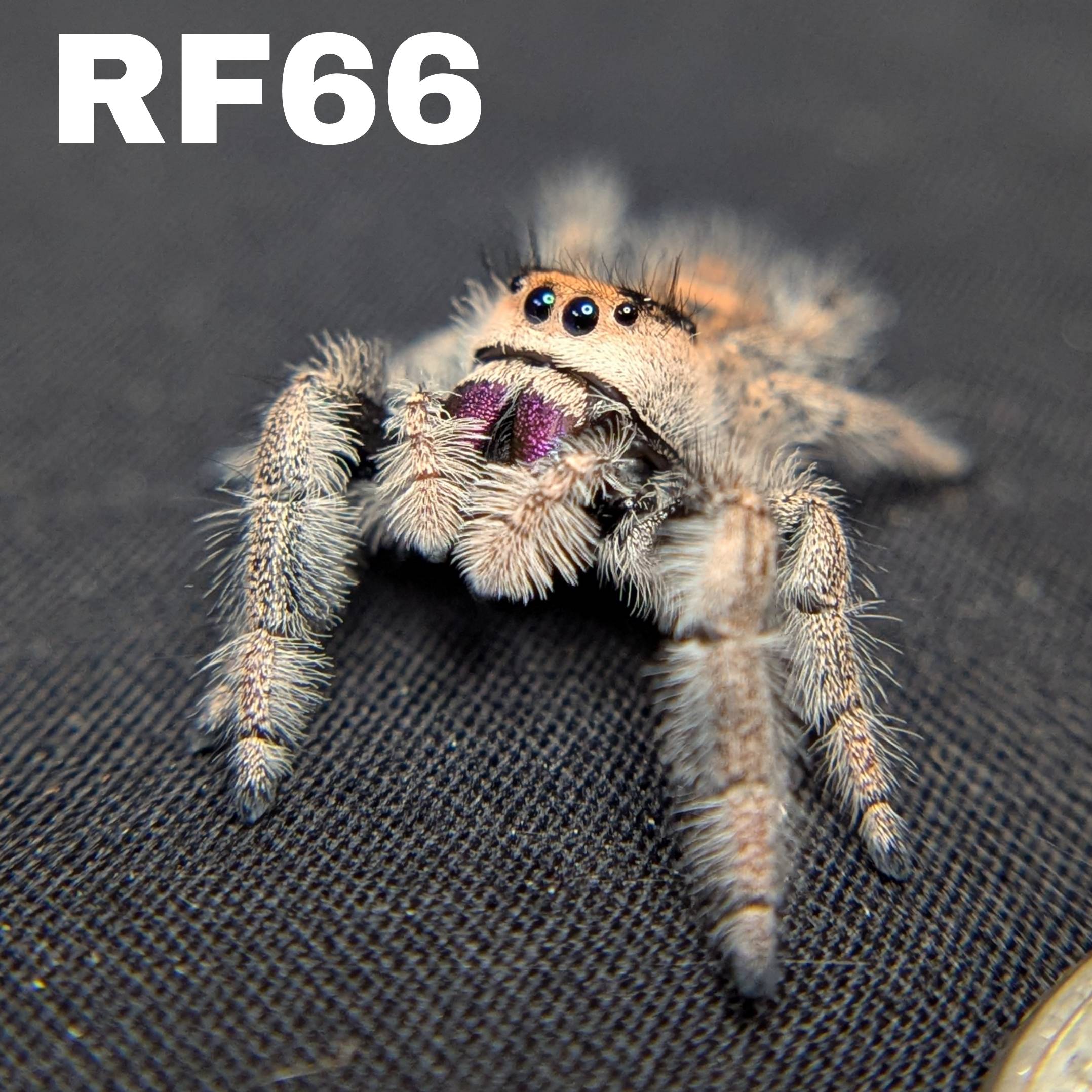 Regal Jumping Spider "Pomegranate"