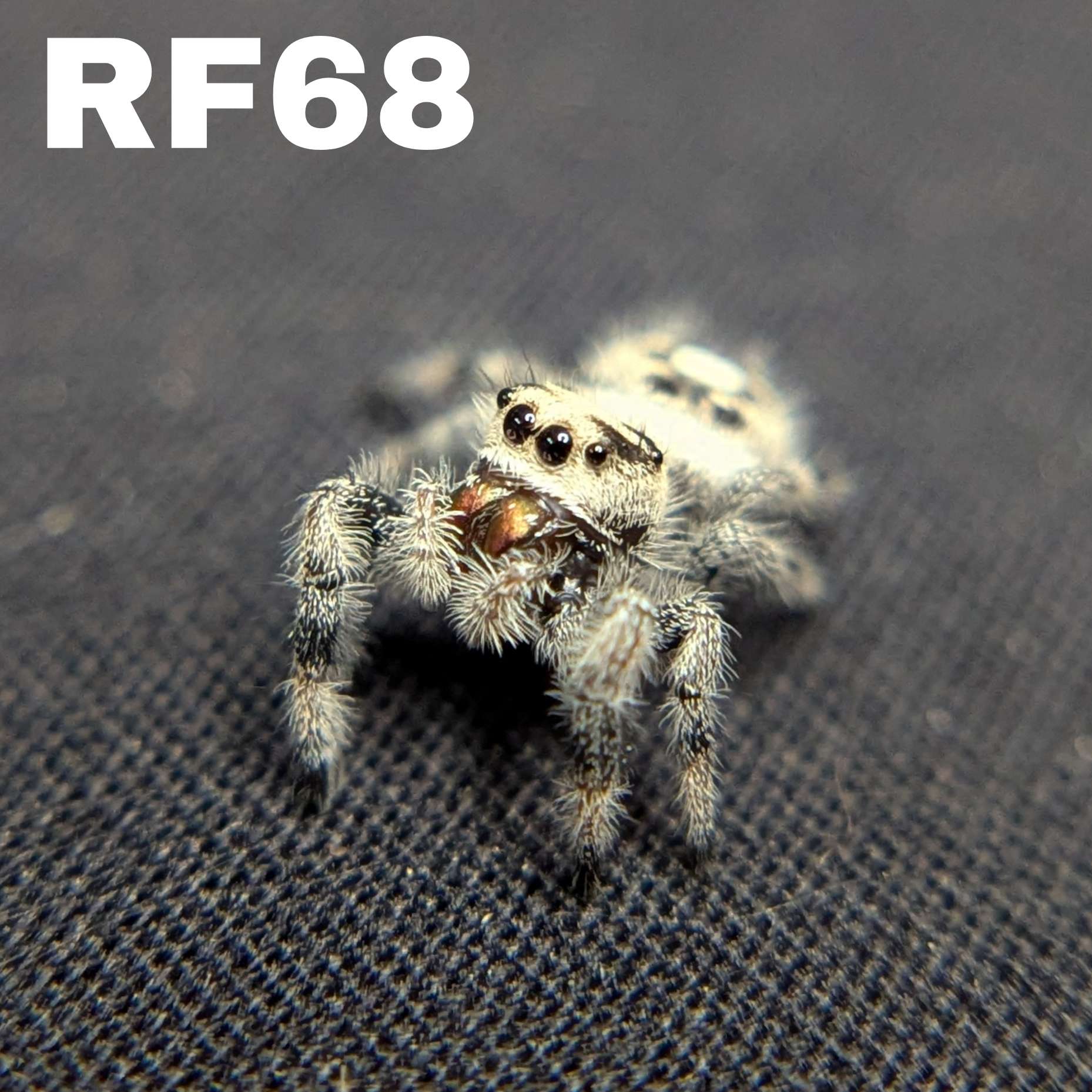 Regal Jumping Spider "Cashew"