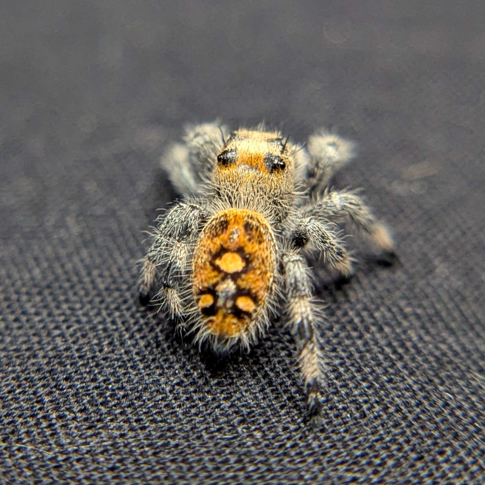 Regal Jumping Spider "Sunshine"