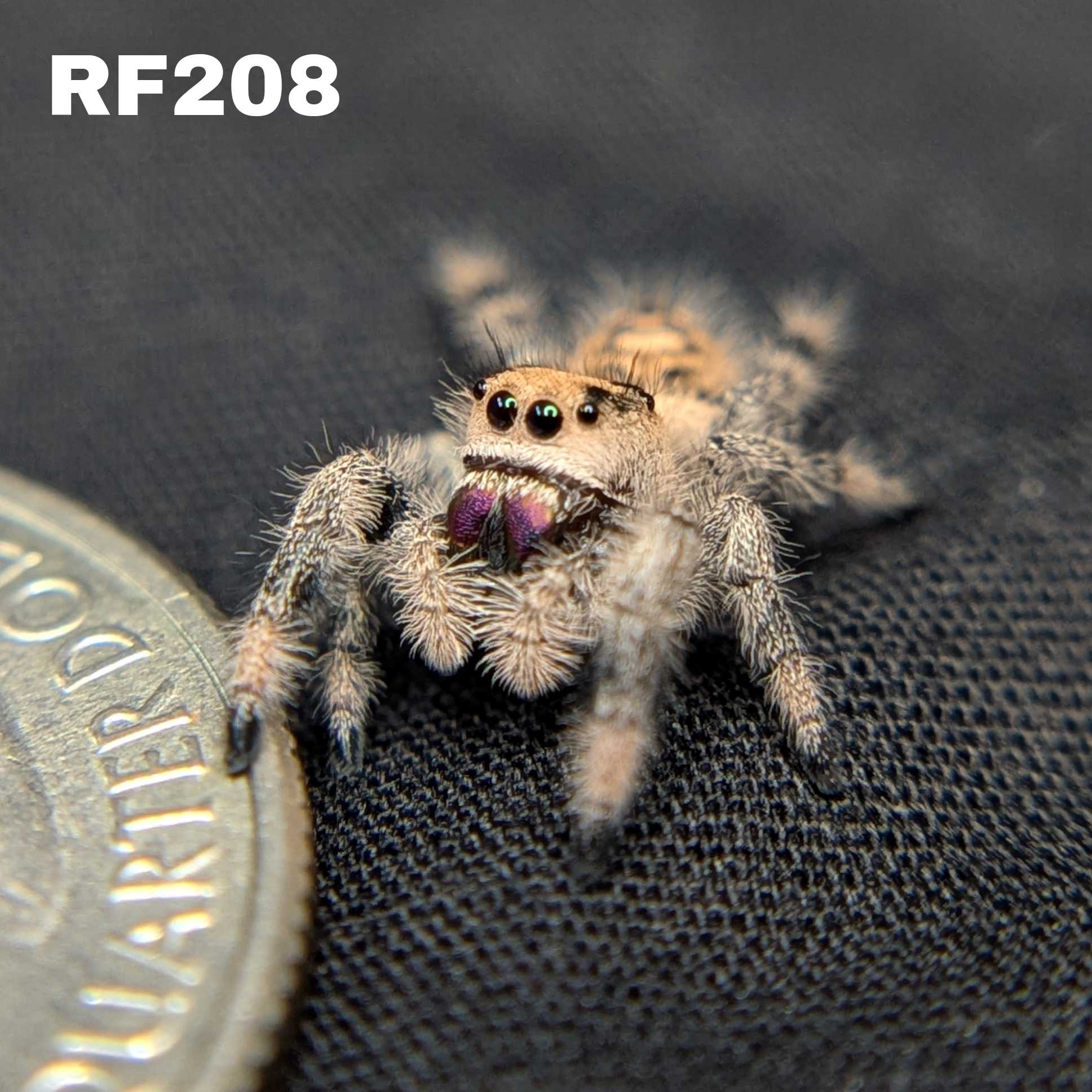 Regal Jumping Spider "Grace"