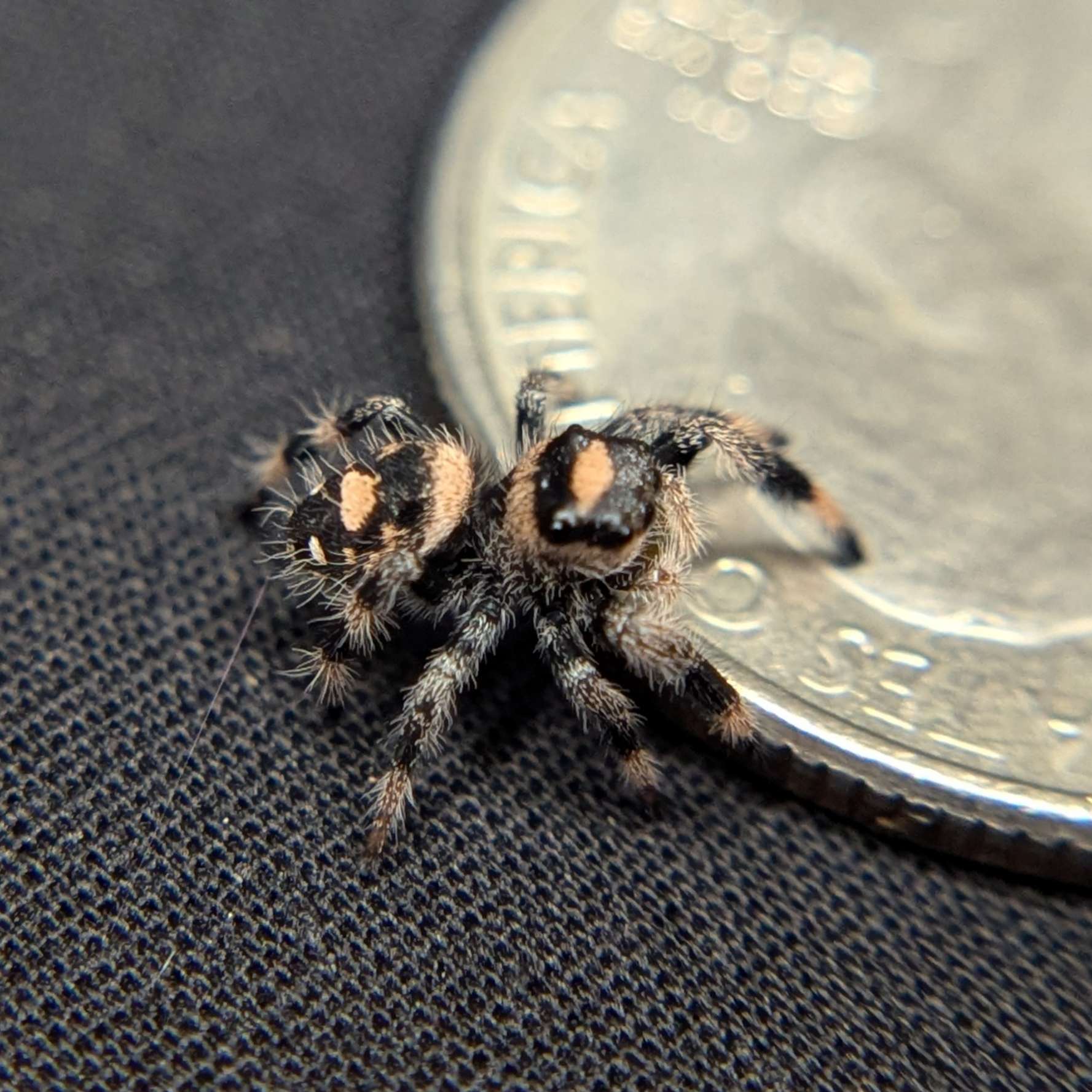 Regal Jumping Spider "Pretzel"