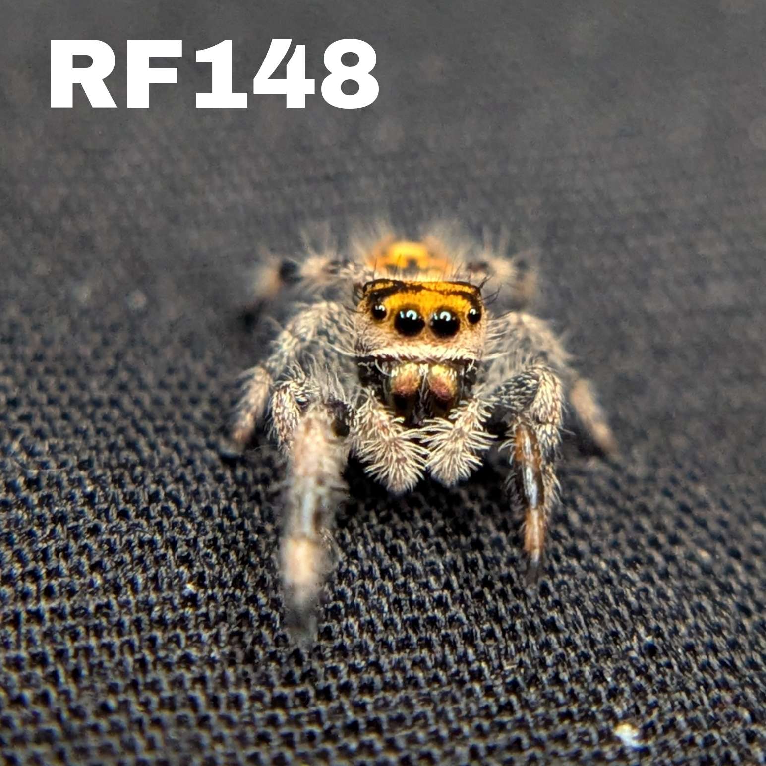 Regal Jumping Spider "Bengal"