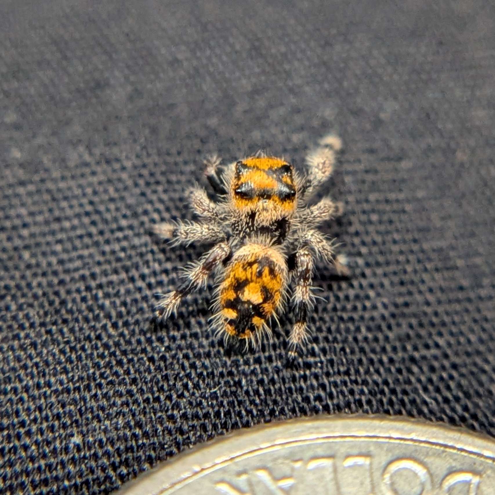 Regal Jumping Spider "Bengal"