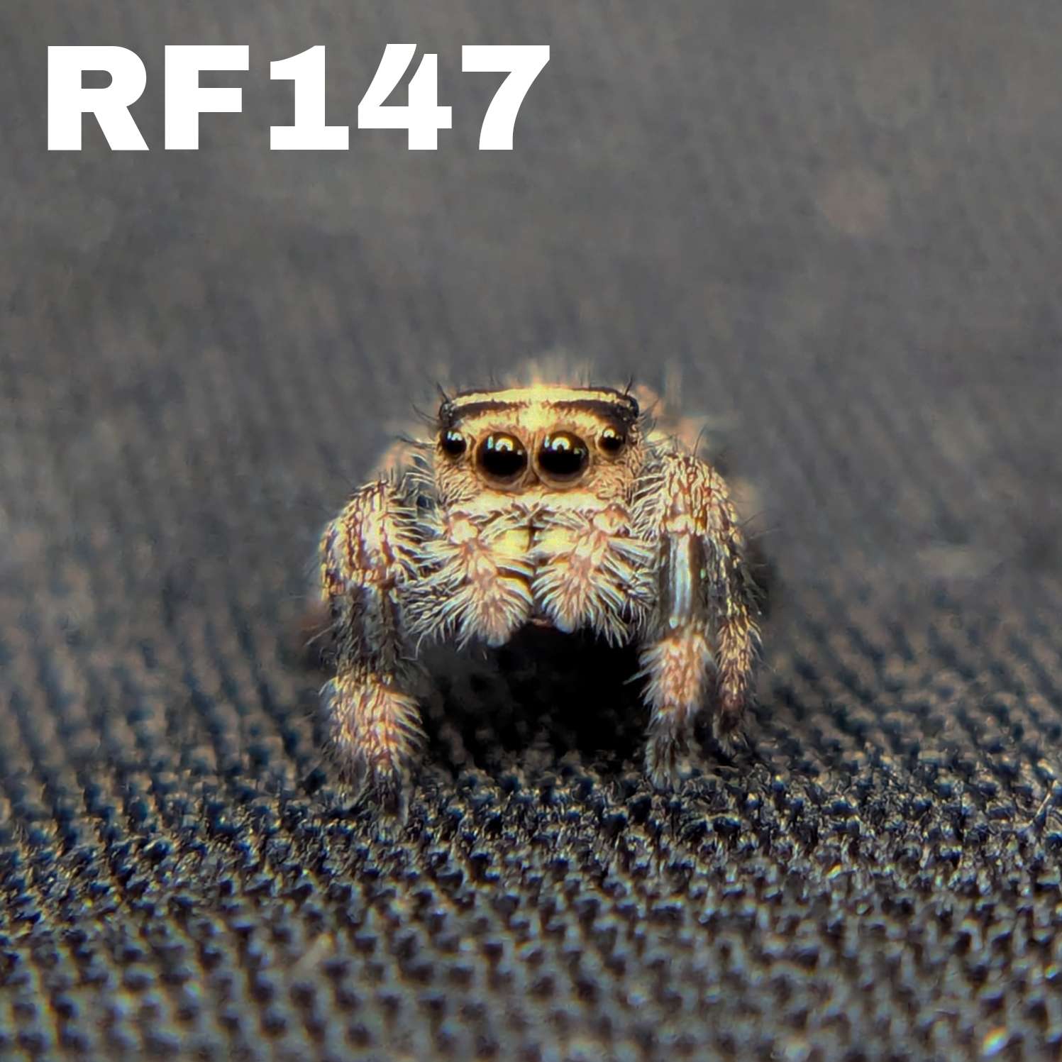 Regal Jumping Spider "Cutie"